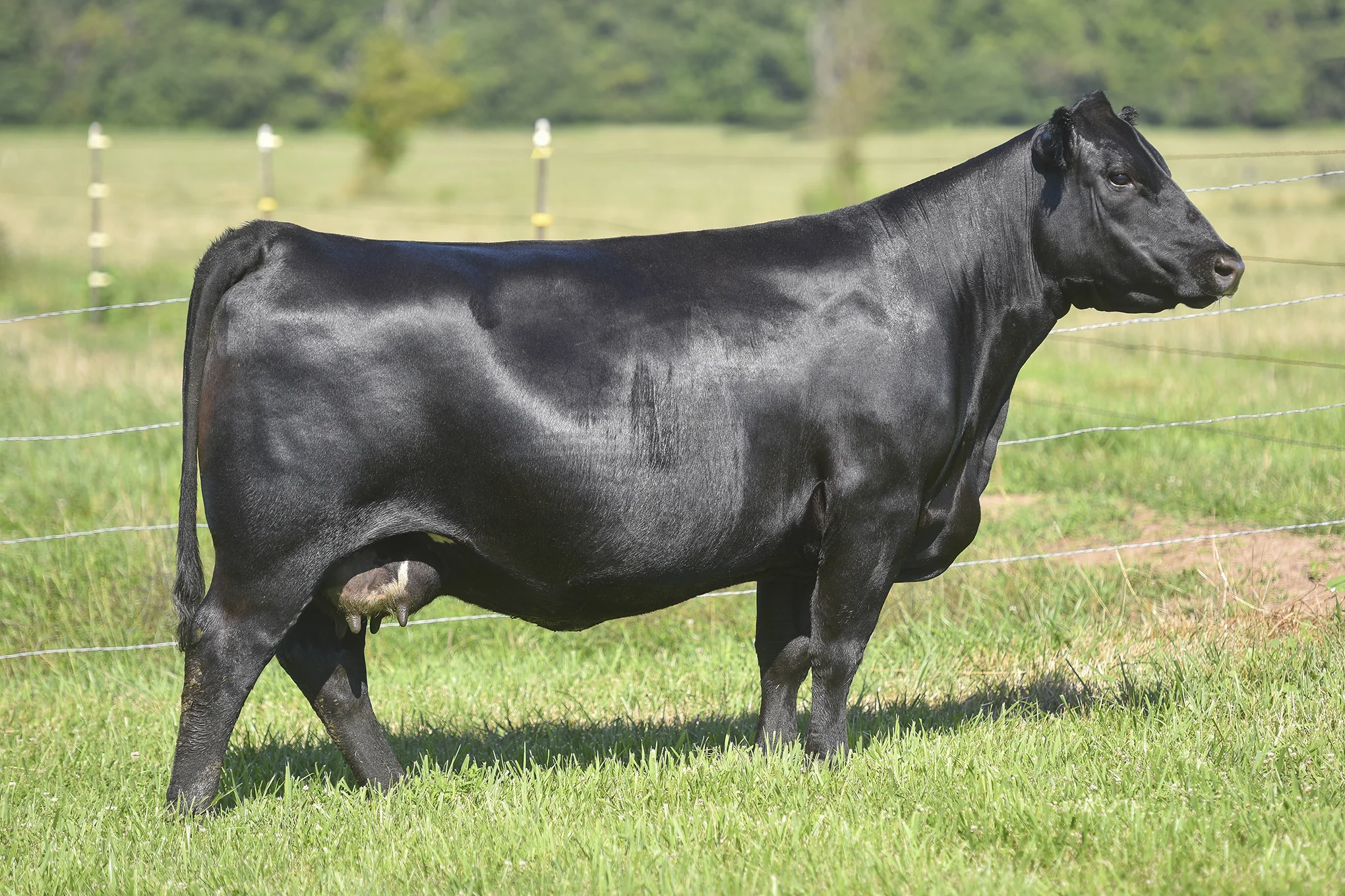 TopLine_3001_6435.jpg