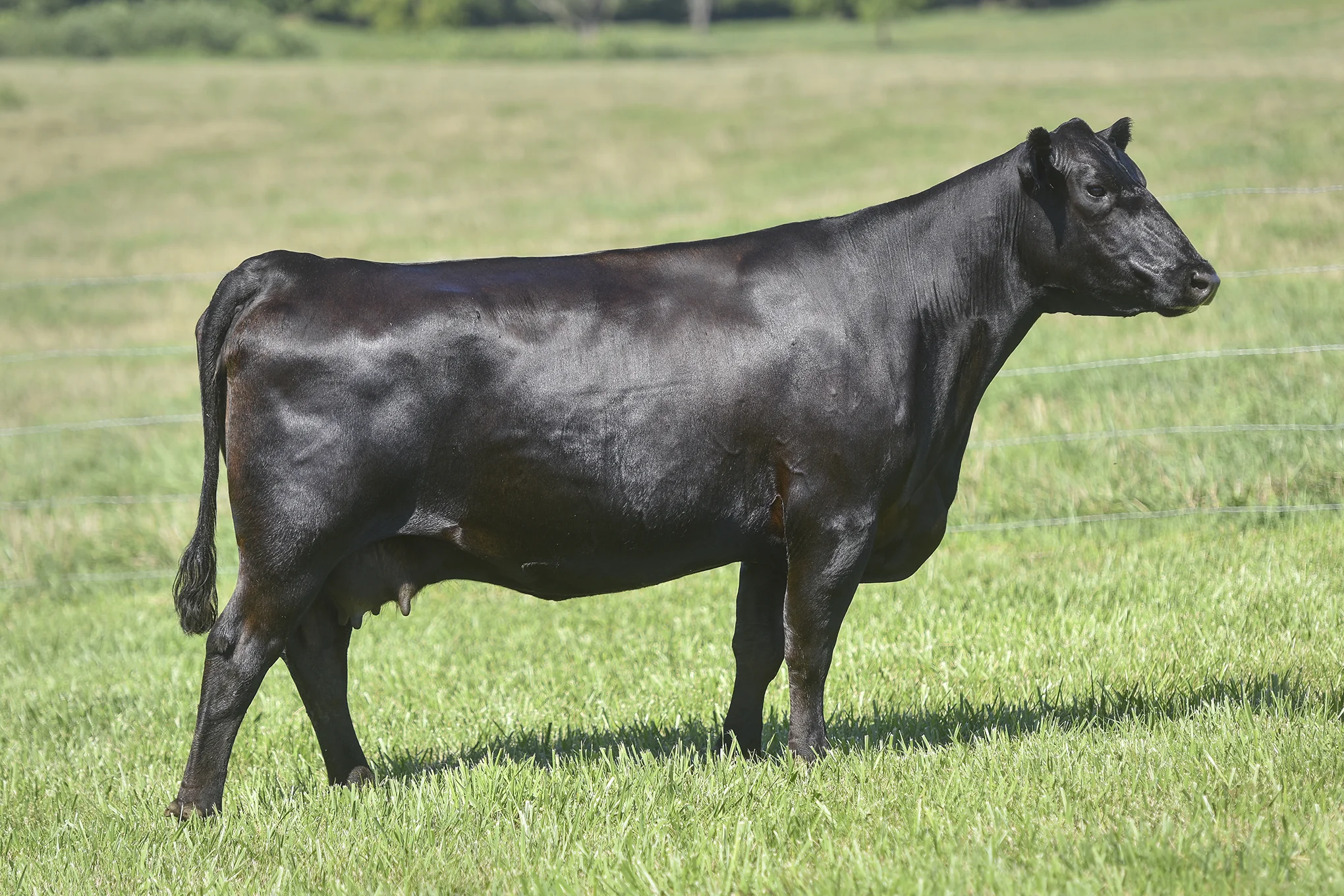 TopLine_3003_6800.jpg