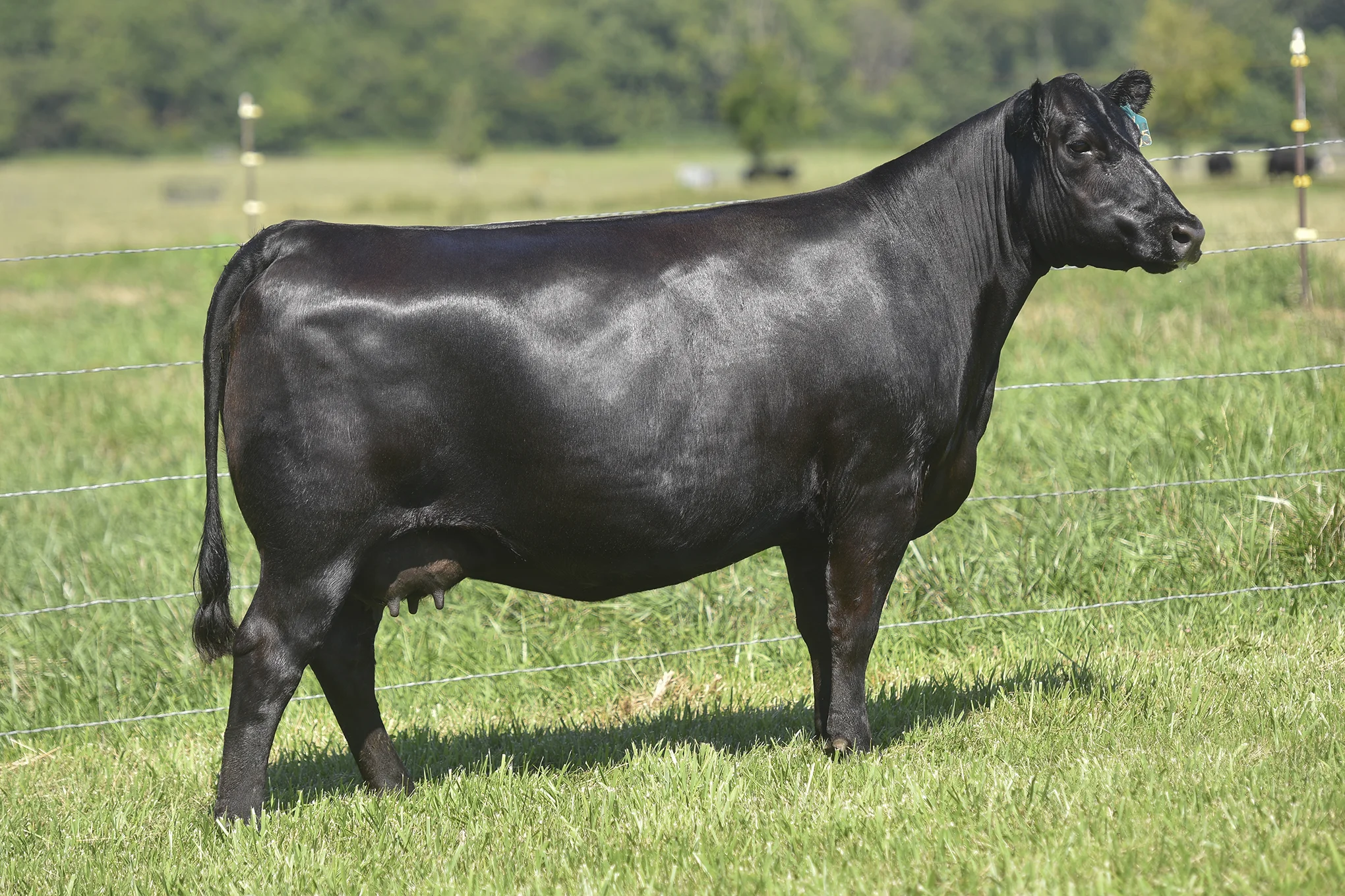 TopLine_3055_7157.jpg