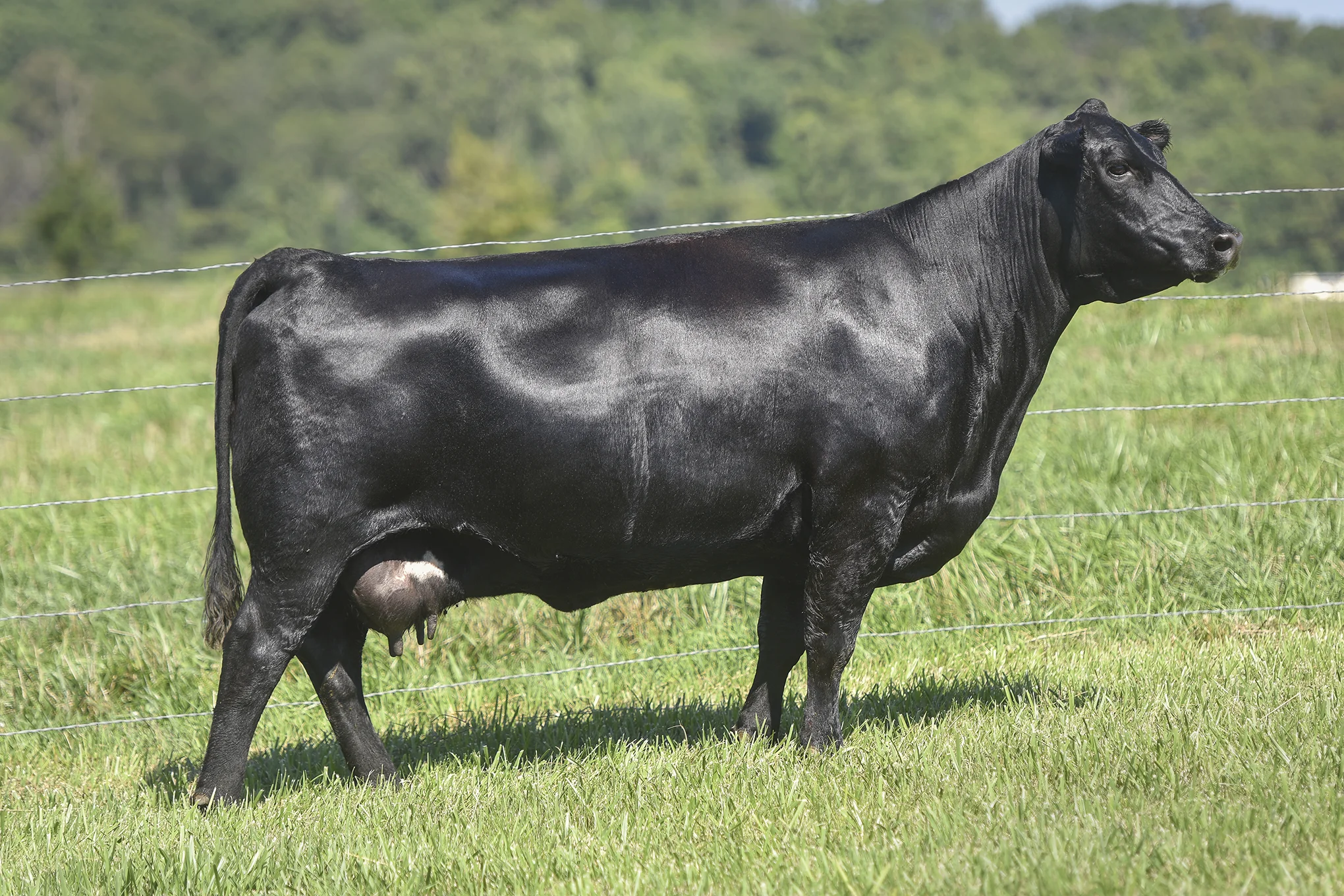 TopLine_3210_6969.jpg