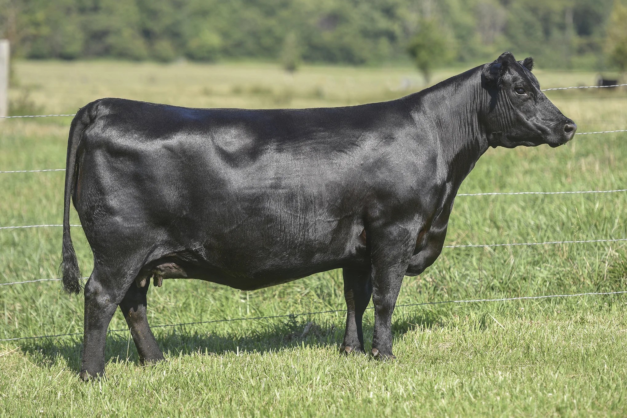TopLine_Y118_6300.jpg