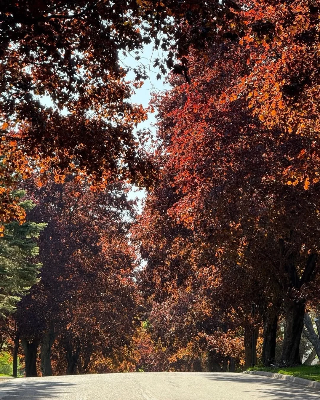 These trees are giving me fall vibes and I&rsquo;m here for it ❤️🍁