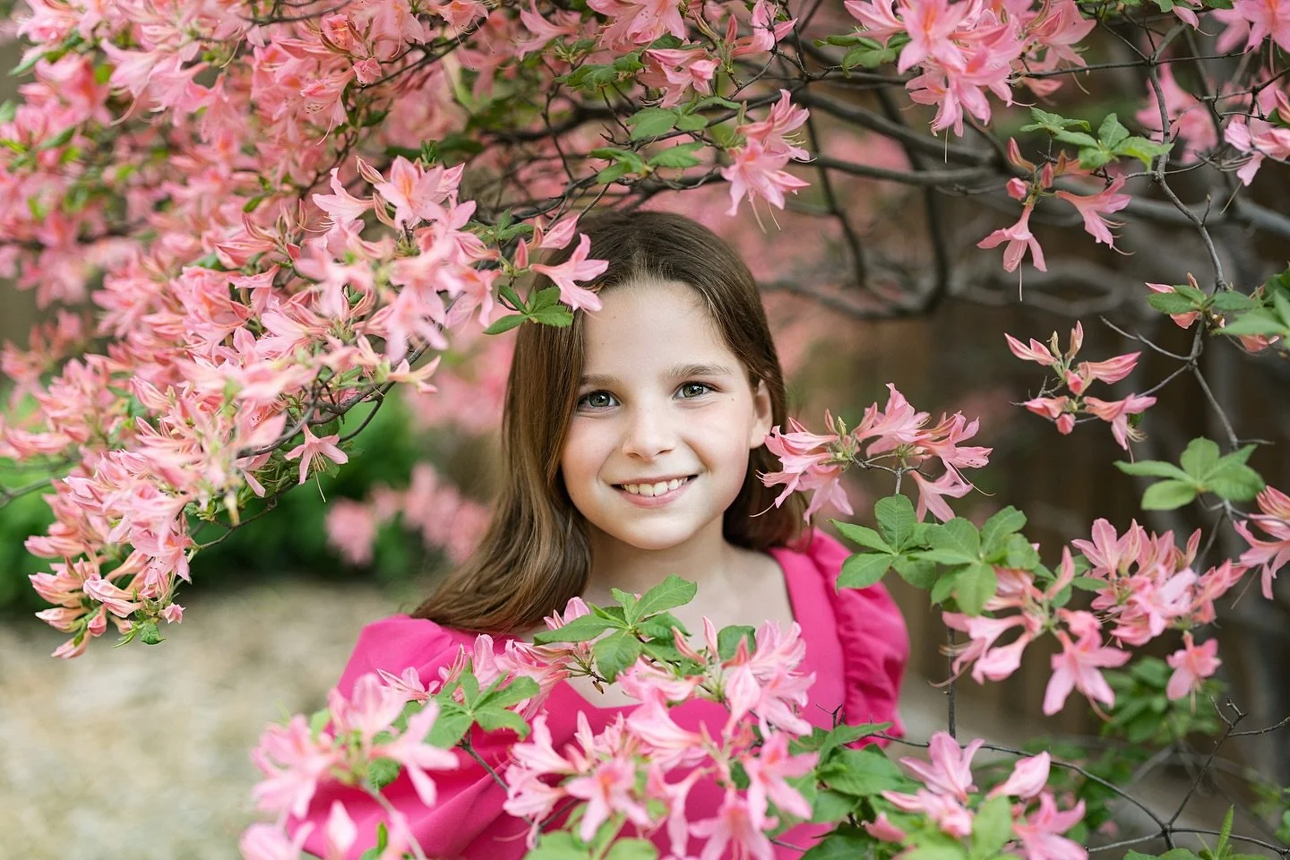 Year 5 of photos of Clara and the beautiful northern azalea tree in the backyard of our neighbor Diane! Check out the years in the stories. Different timing, different light, different lenses, but same girl and tree!
