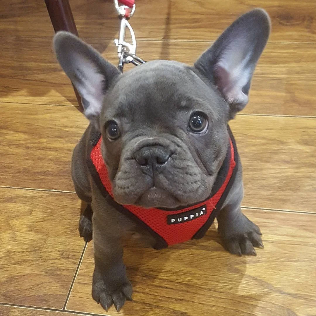 Milo popping in for his weekly visit.... his 1st walk on the lead! ❤ milo he's just too cute