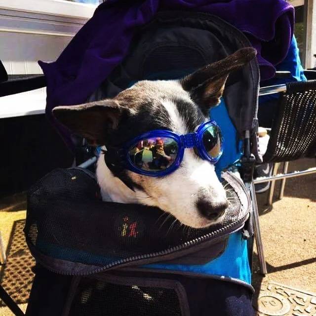 Jack. Quite possibly the coolest dog we're ever had in the cafe! 17 and rocking it! 