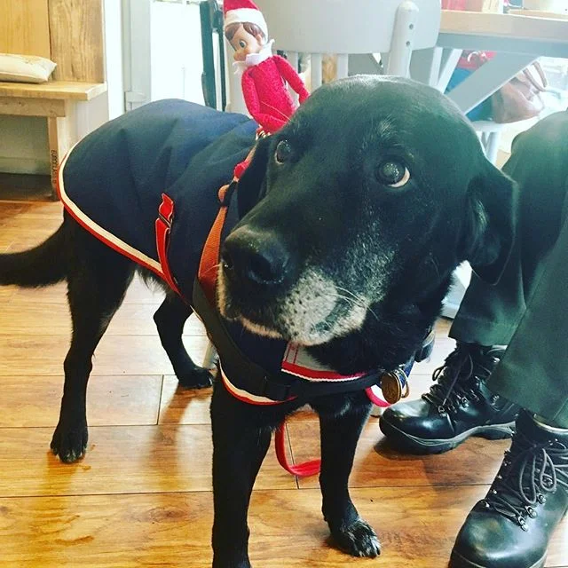 Eddy Jingle has been making friends with a few regulars over the last few days. This old boy is Flynn! 