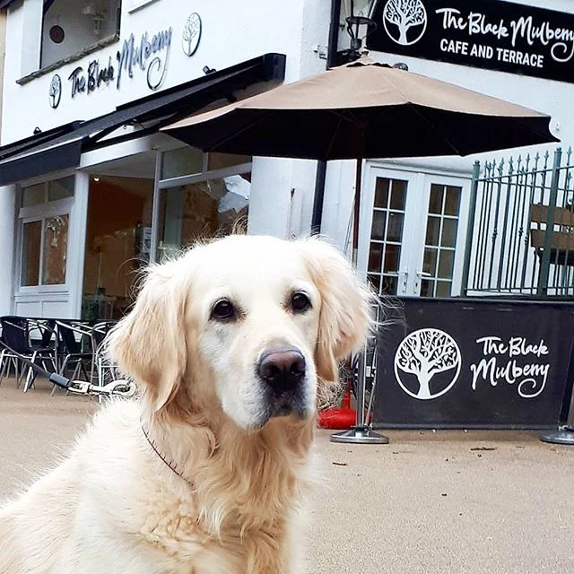 We have received a photo of the lovely Lexie who came in to see us! Very glad to hear she liked the treats - and that her owners enjoyed the cake😊 