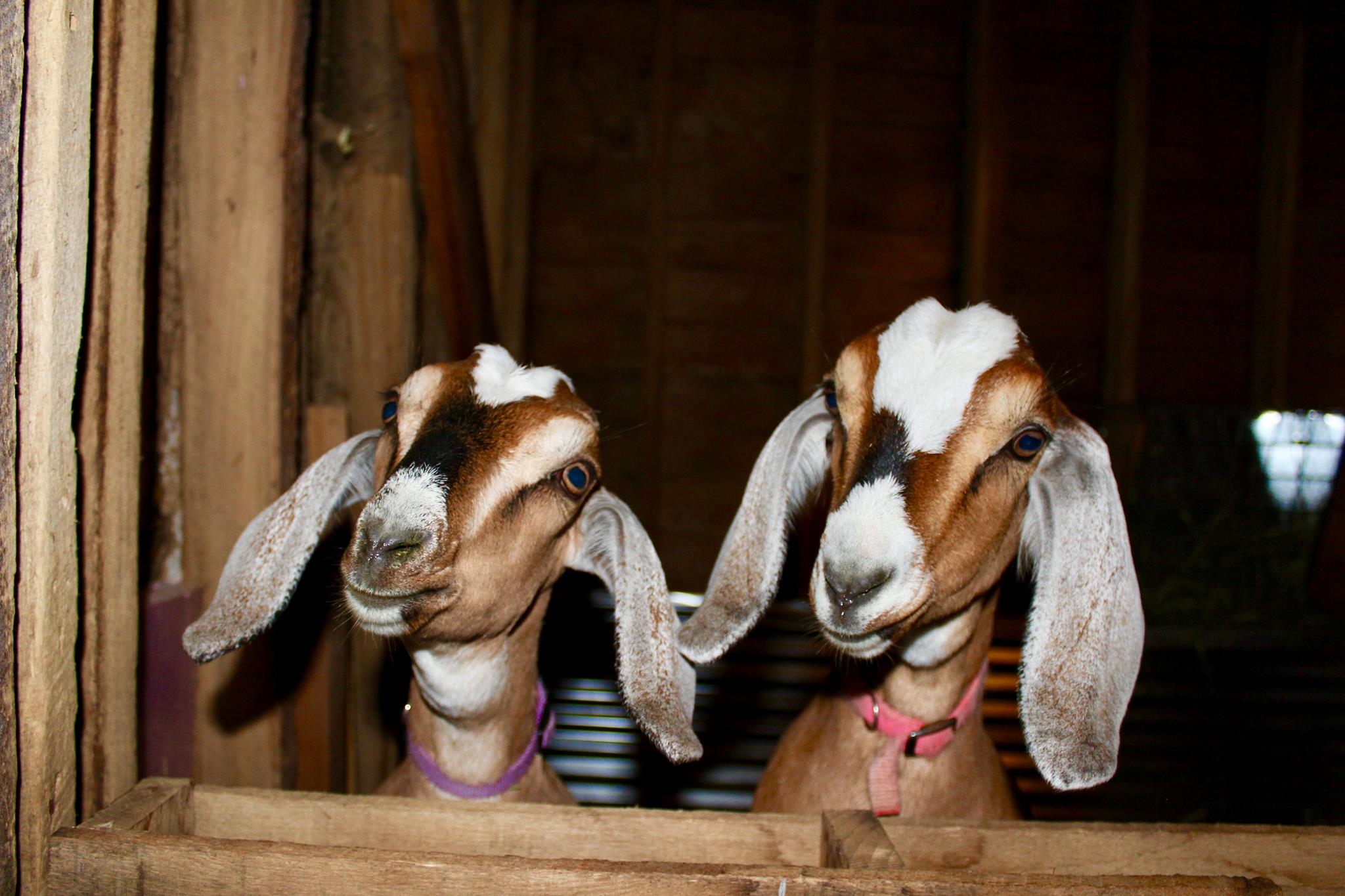 Morning Goats, Floats and Boats Day Camp