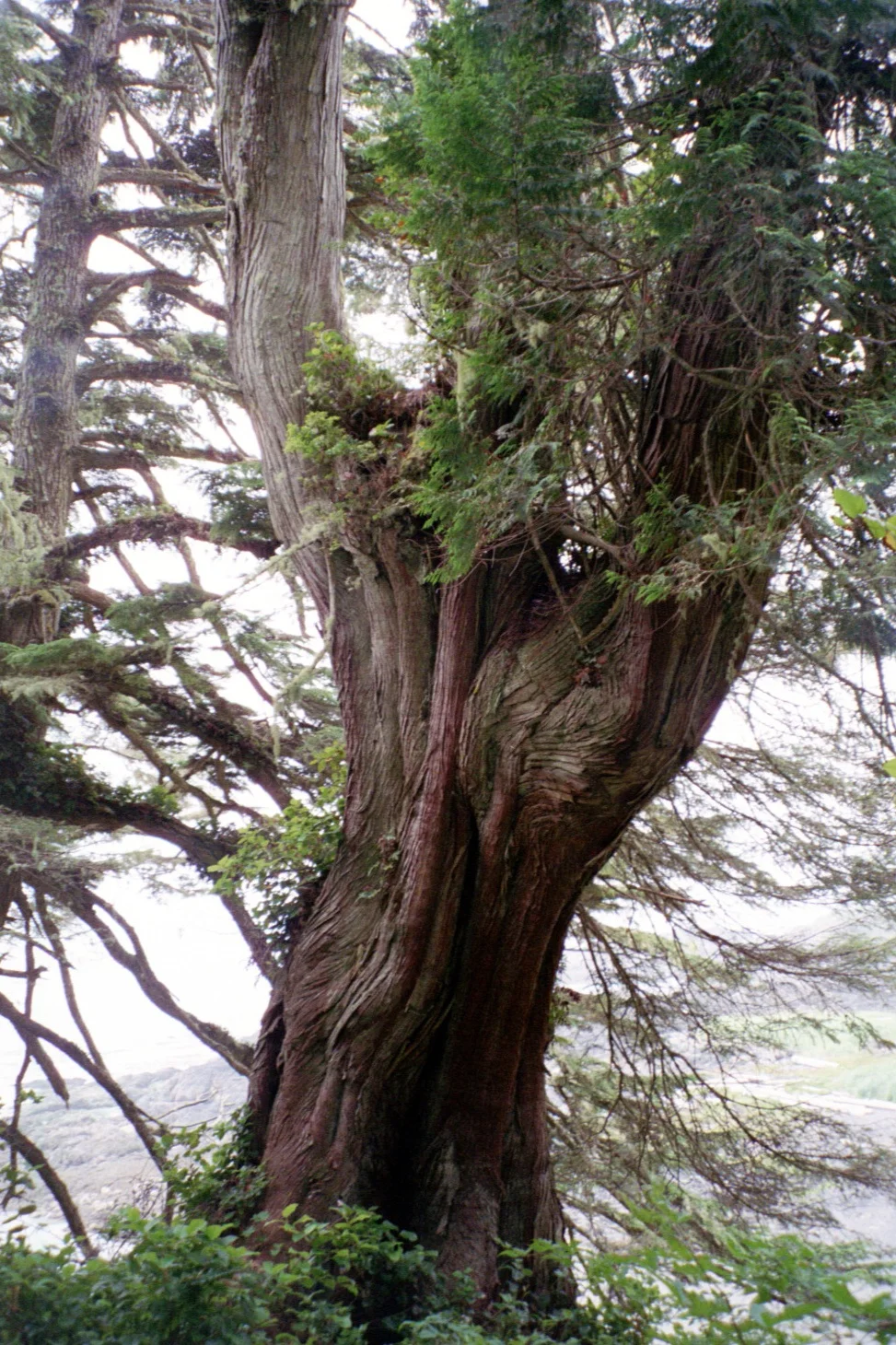 three sister cedars.jpg
