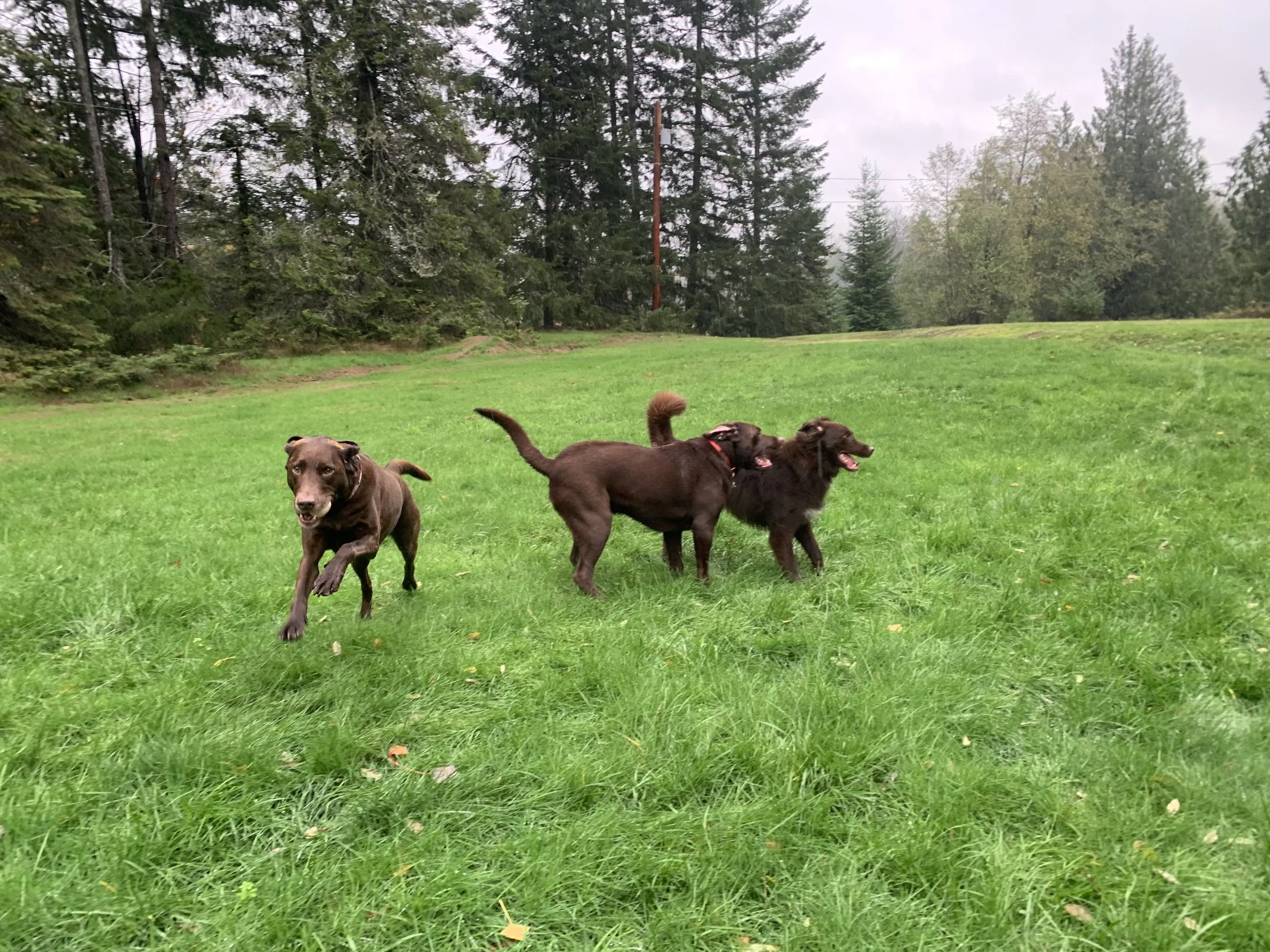 JULY OUTDOOR DOG ADVENTURES!