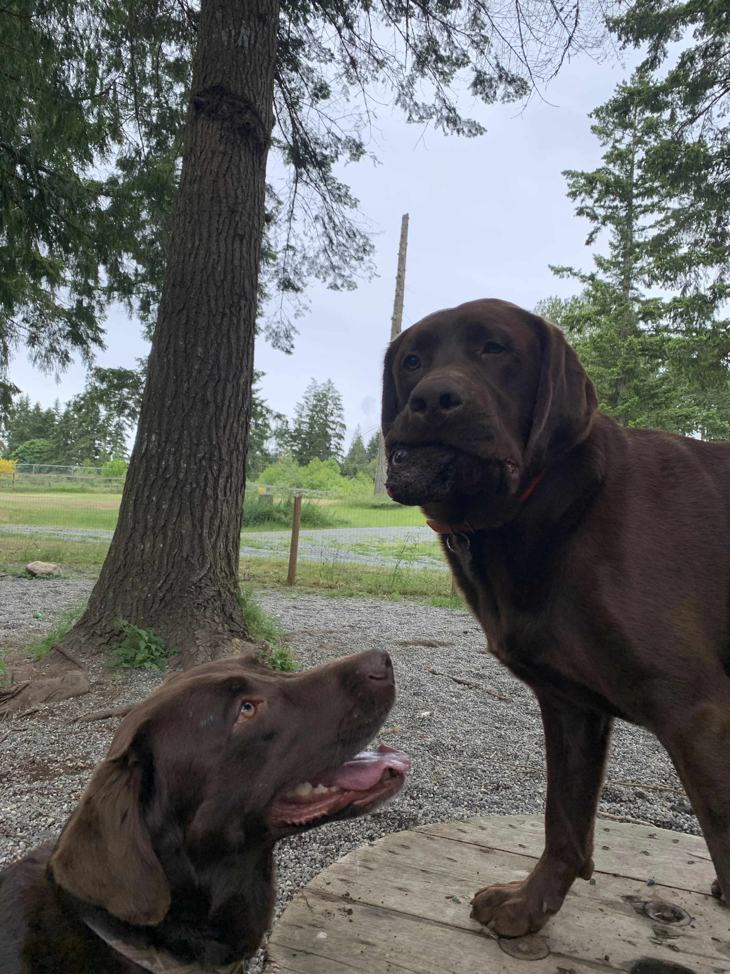 August Outdoor Dog Adventures!