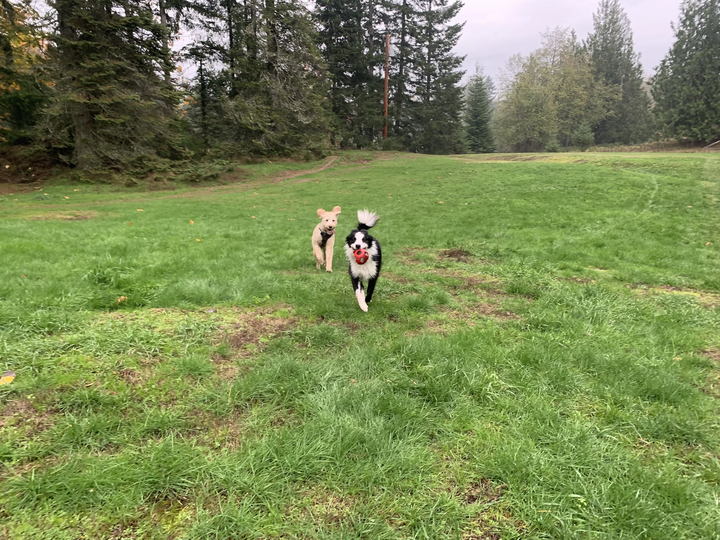 SEPTEMBER OUTDOOR DOG ADVENTURES!