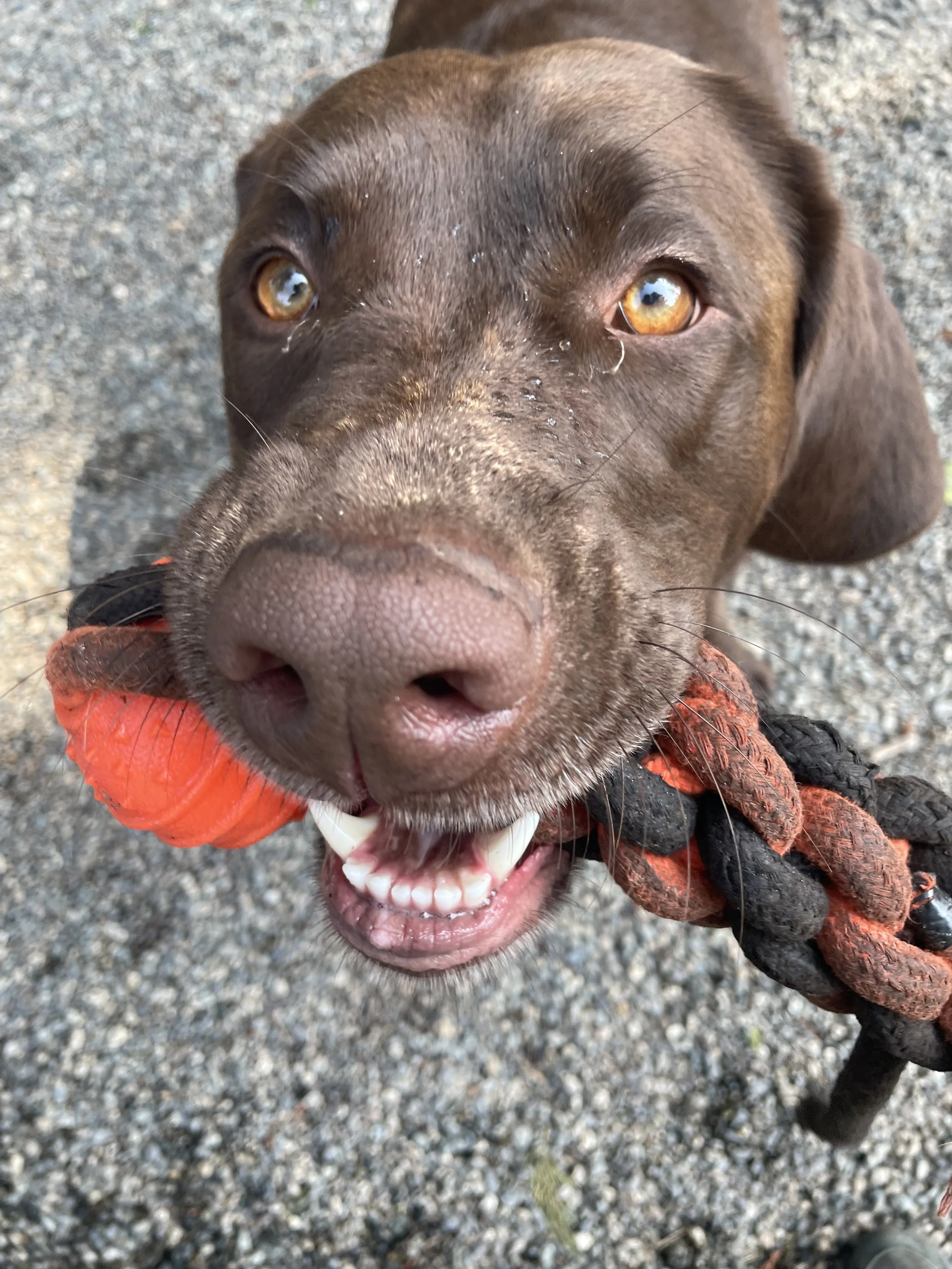 New Year DOG Adventures!