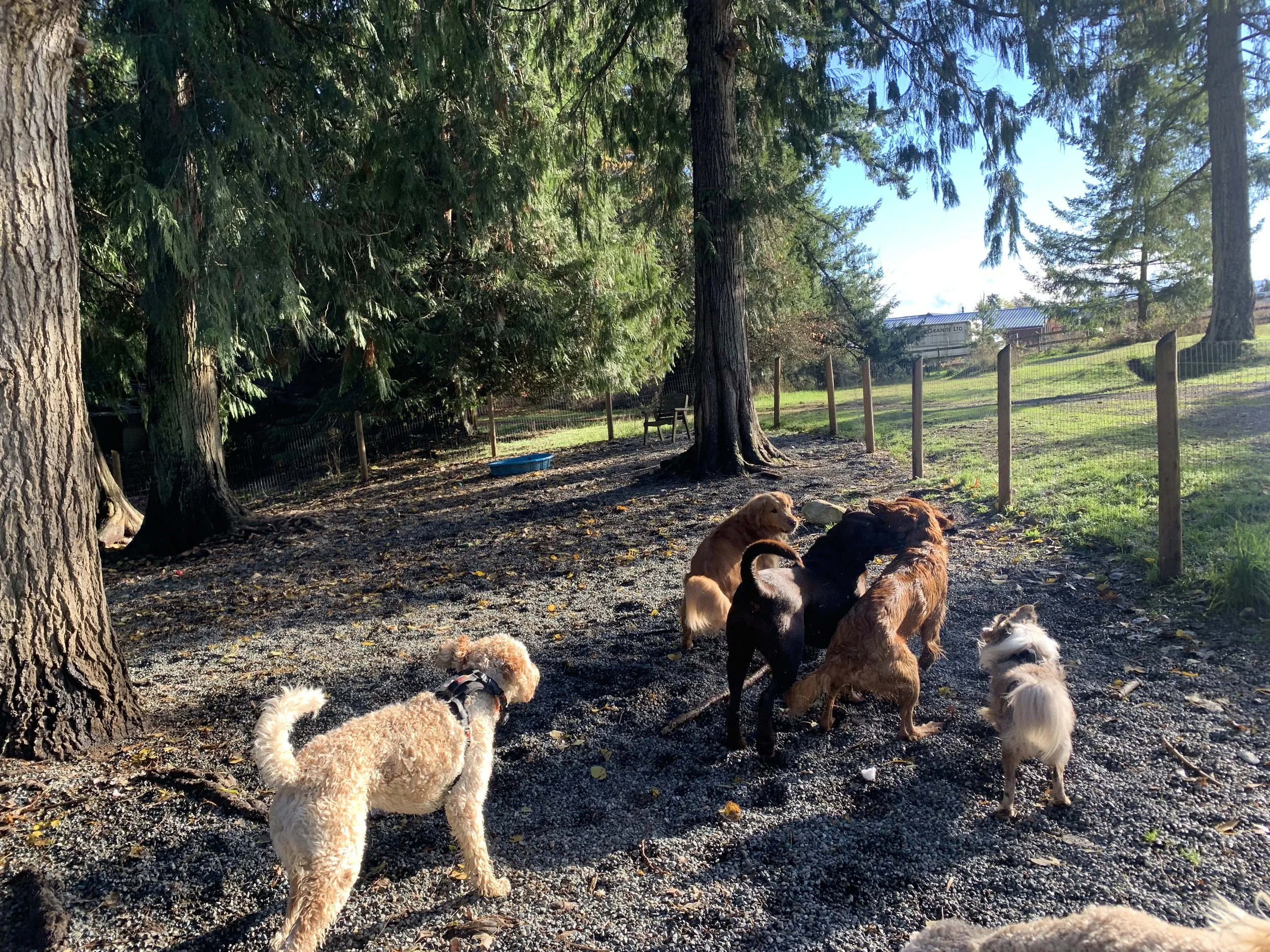 APRIL DOG ADVENTURES!