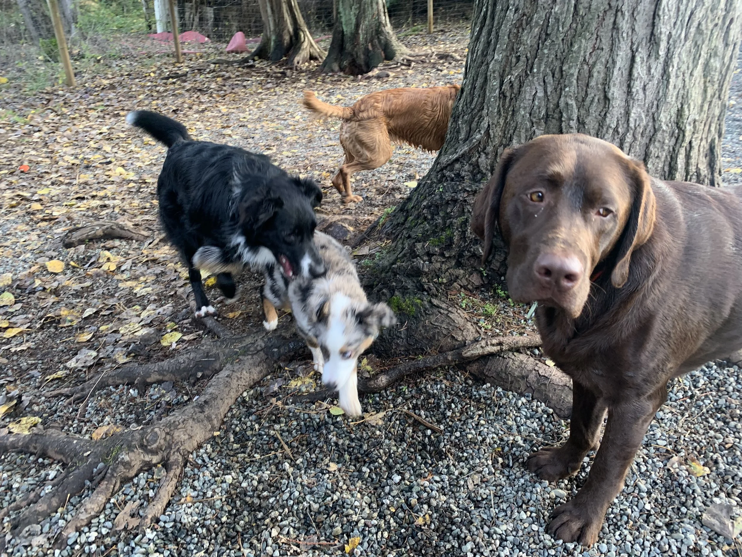 DECEMBER OUTDOOR DOG FESTIVE FUN!!