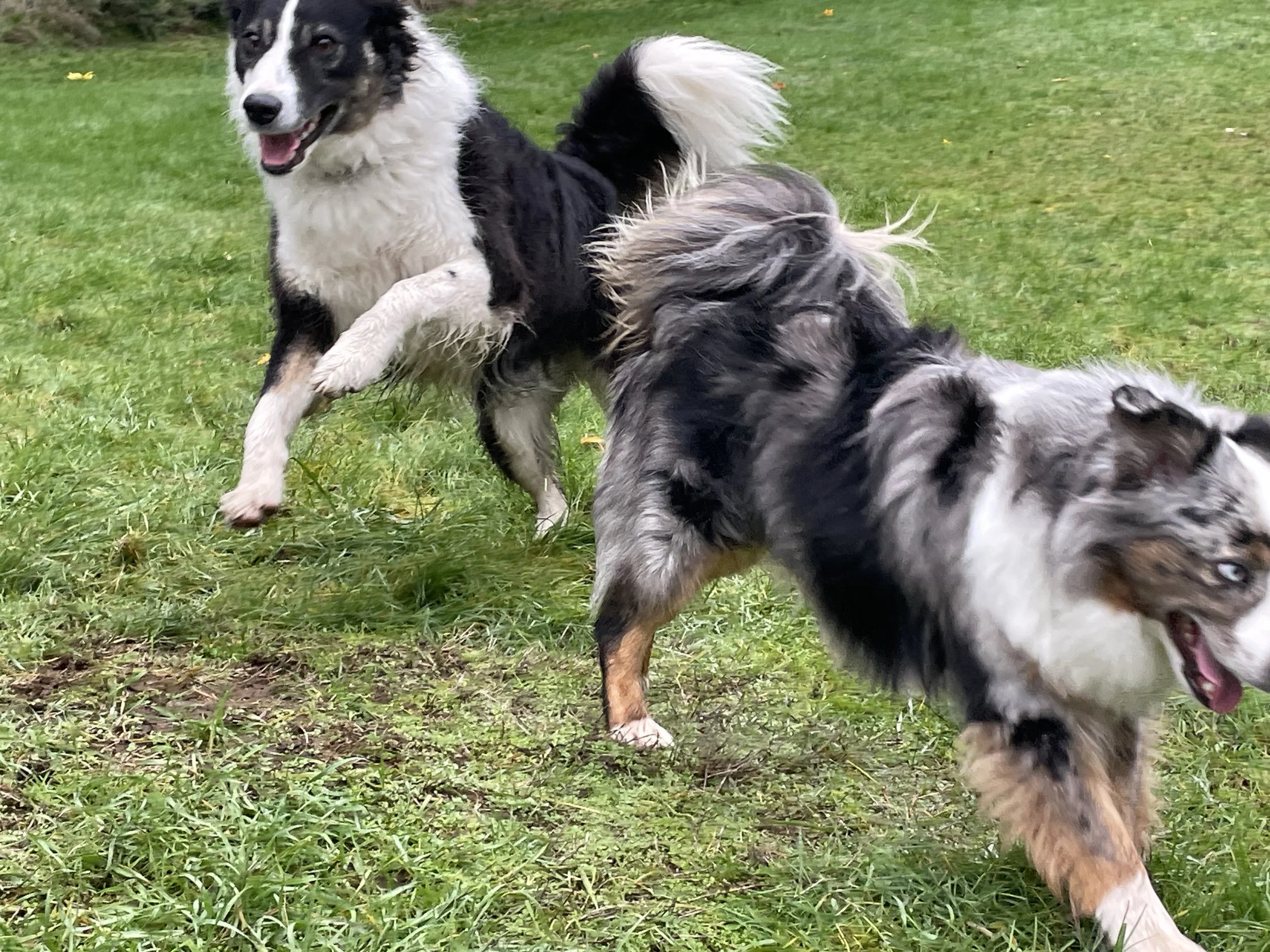 MARCH OUTDOOR DOG FUN!