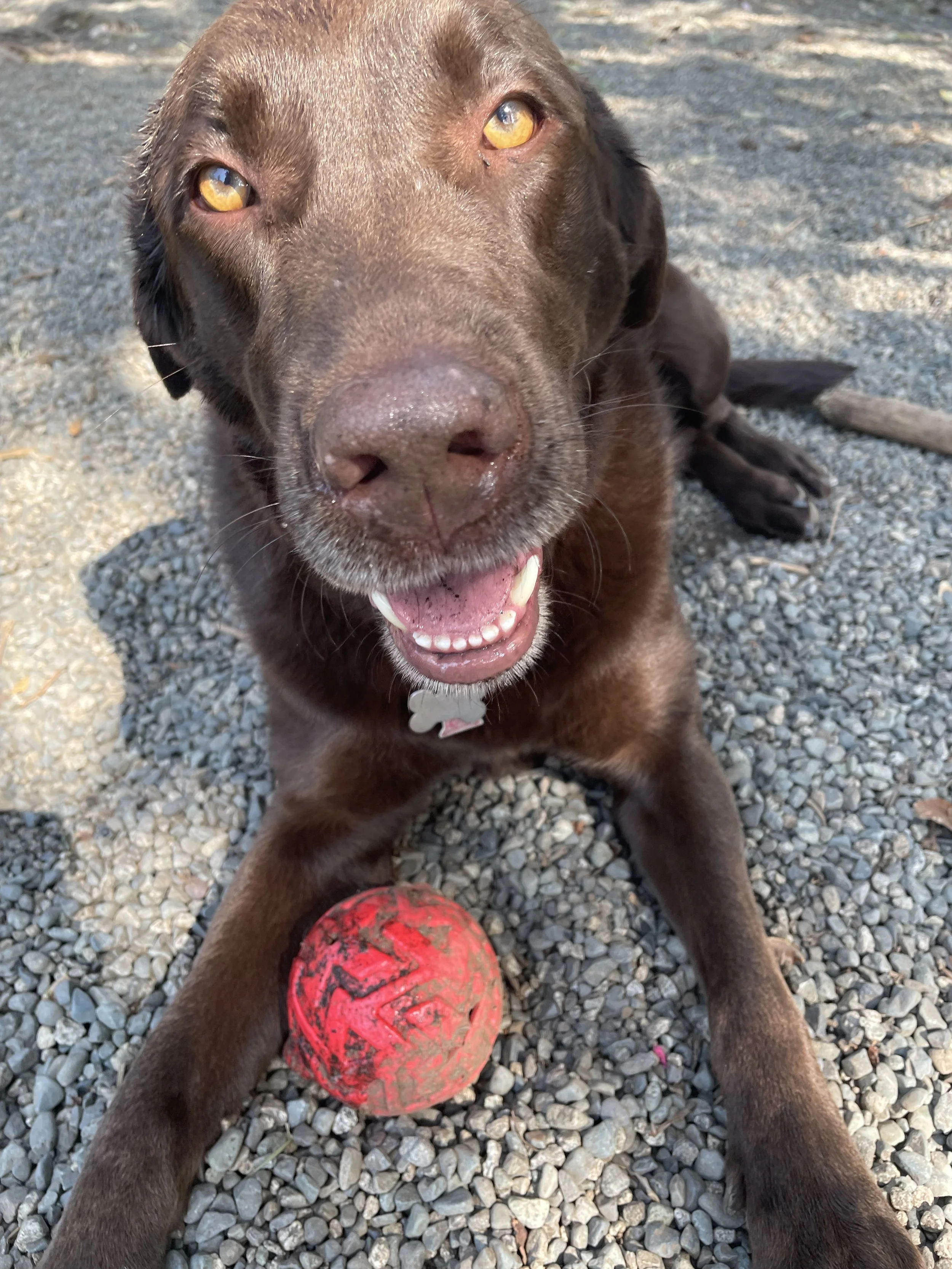 May Outdoor Dog Fun!