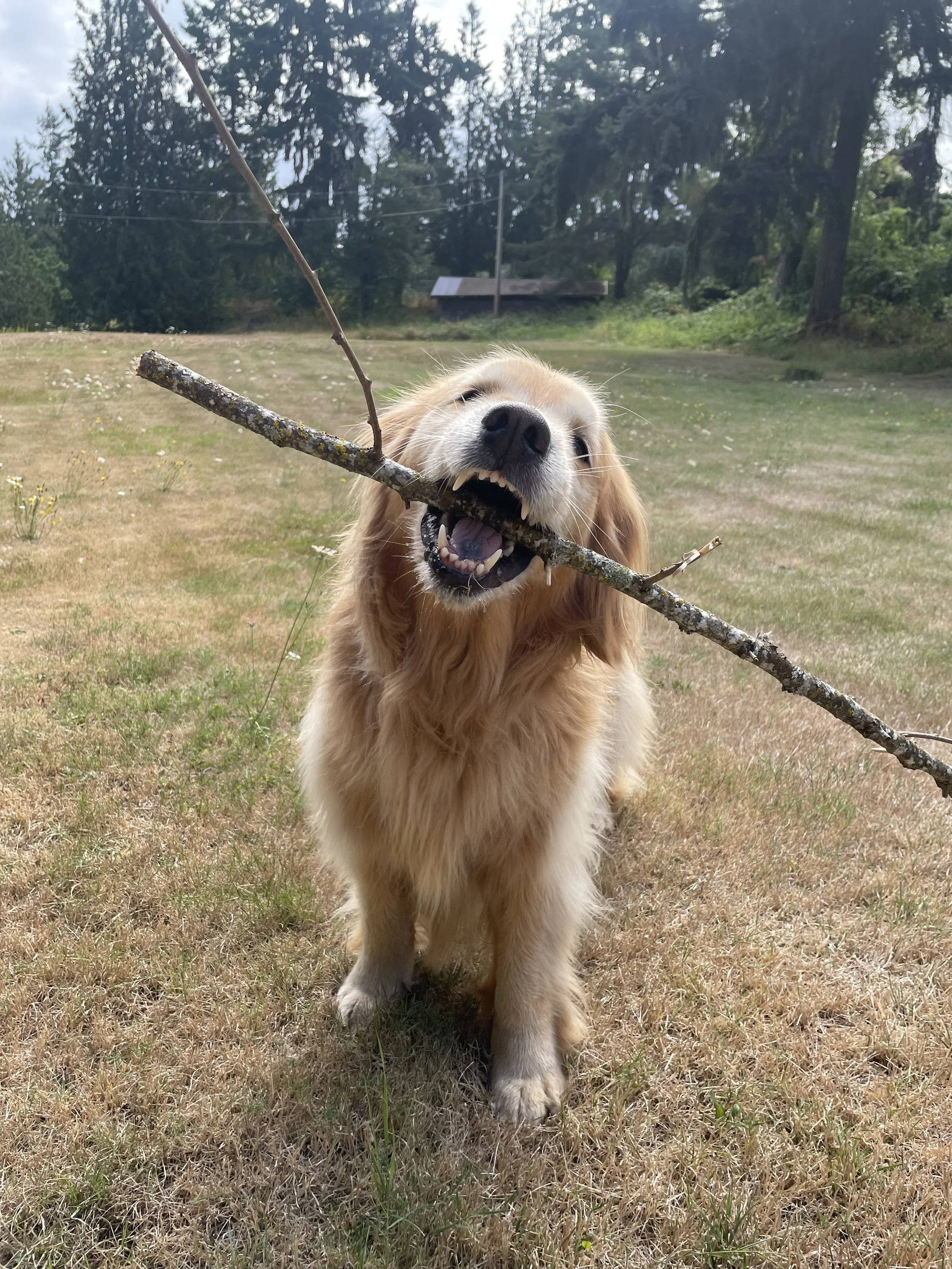 JULY OUTDOOR DOG ADVENTURES!
