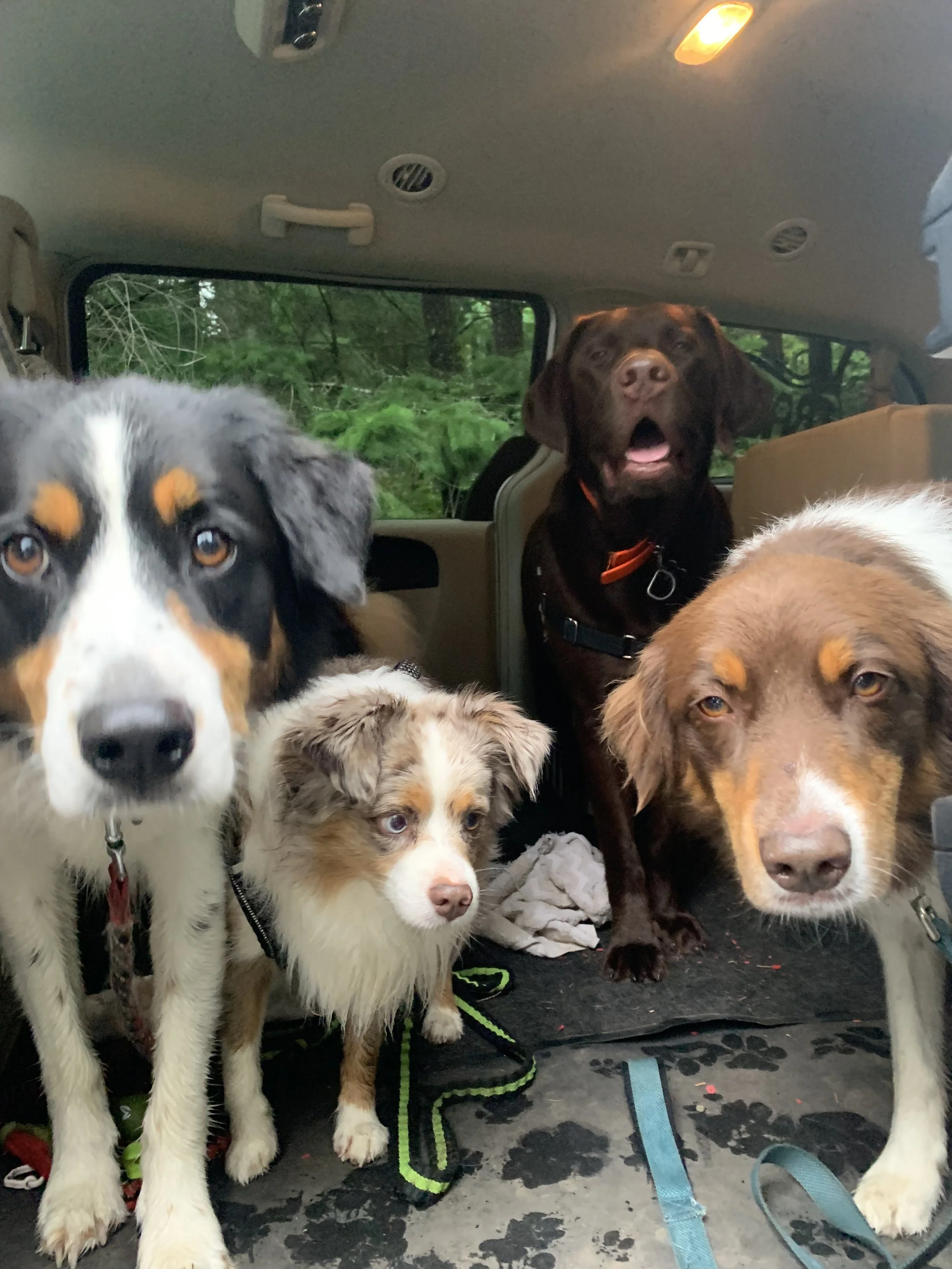 OCTOBER OUTDOOR DOG ADVENTURES!