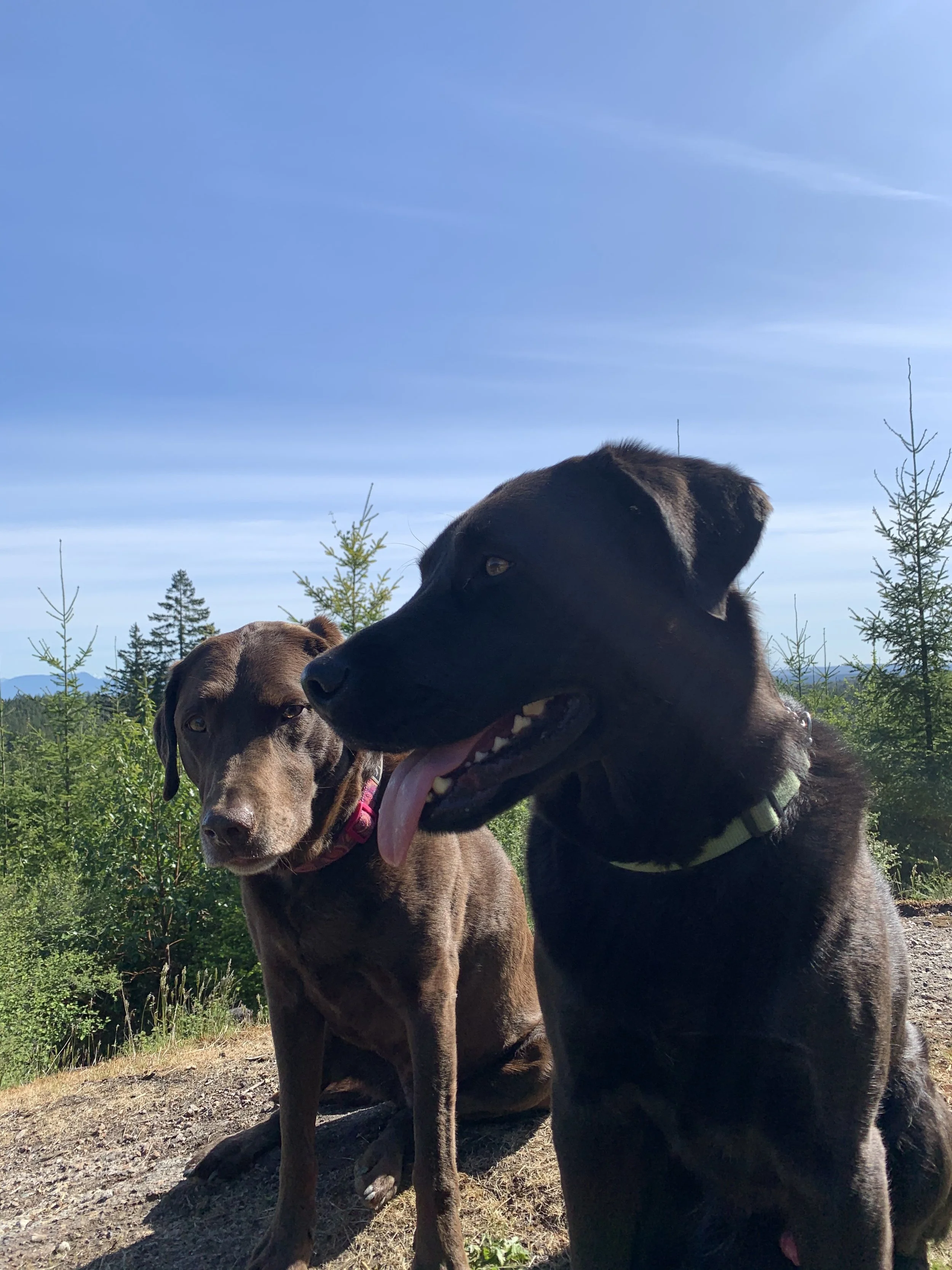 DECEMBER DOG FESTIVE FUN Schedule!!