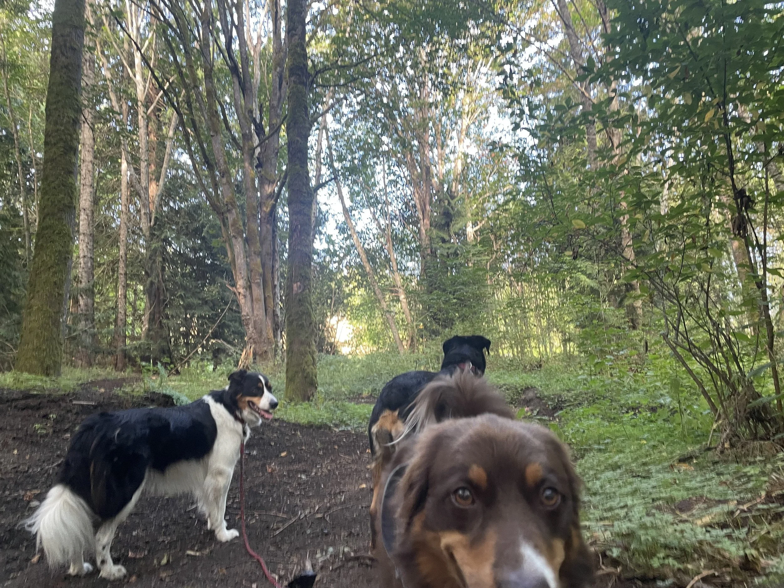 FEB OUTDOOR DOG FUN!