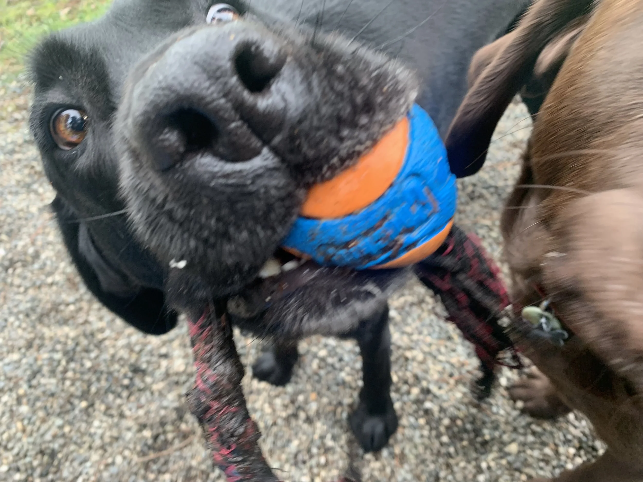 May Outdoor Dog Fun!