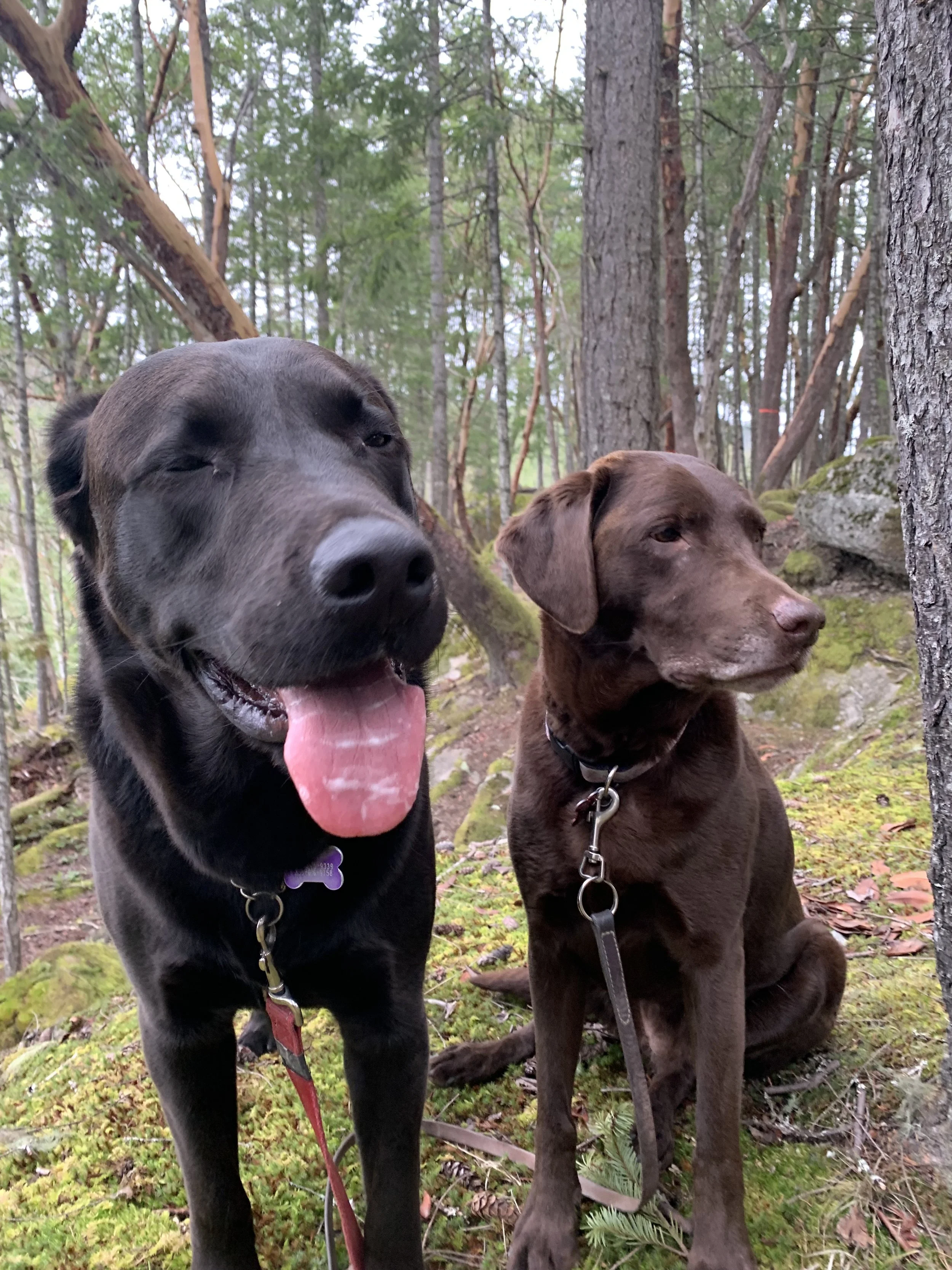 JULY OUTDOOR DOG ADVENTURES!