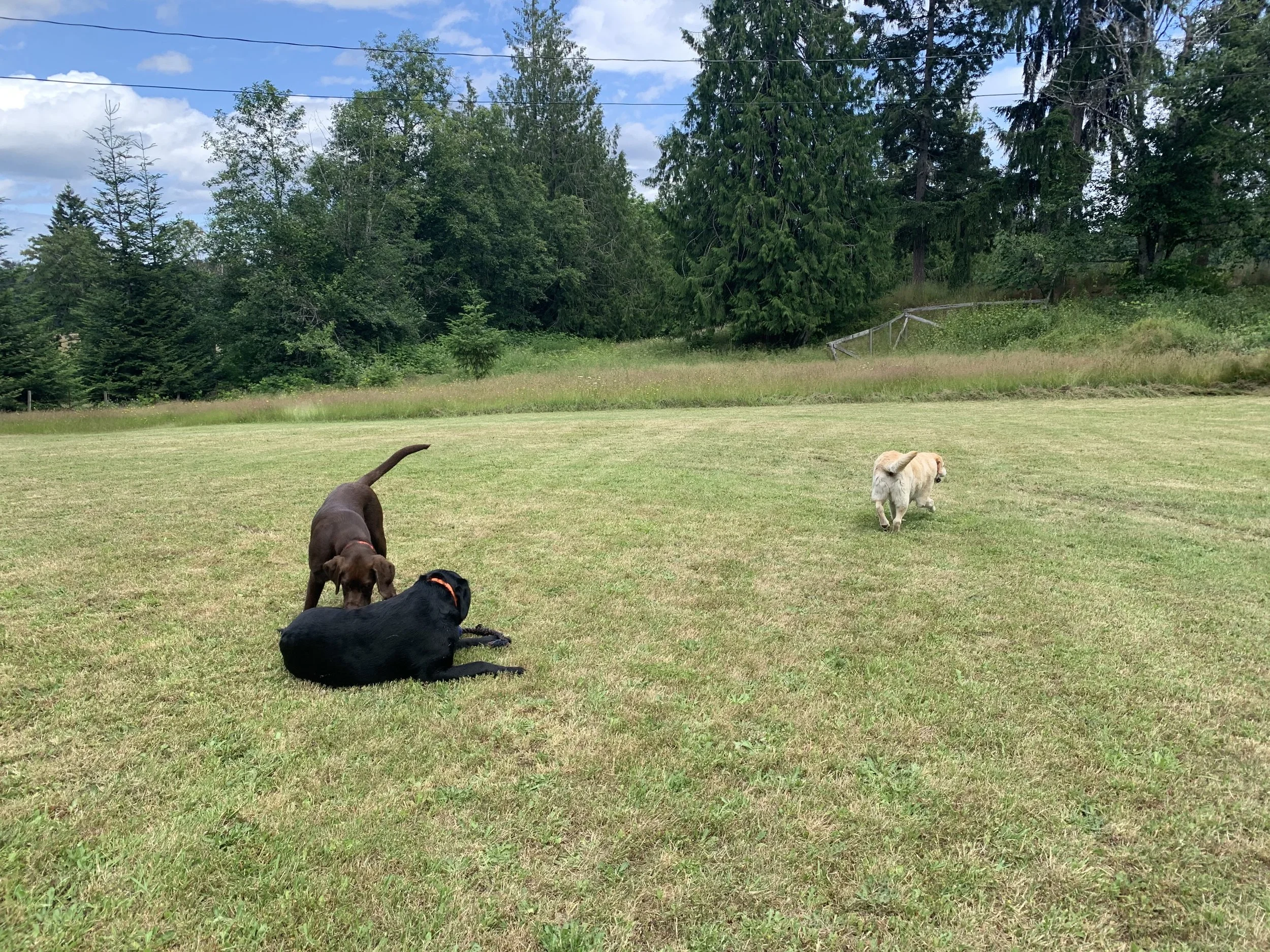 SEPTEMBER OUTDOOR DOG ADVENTURES!