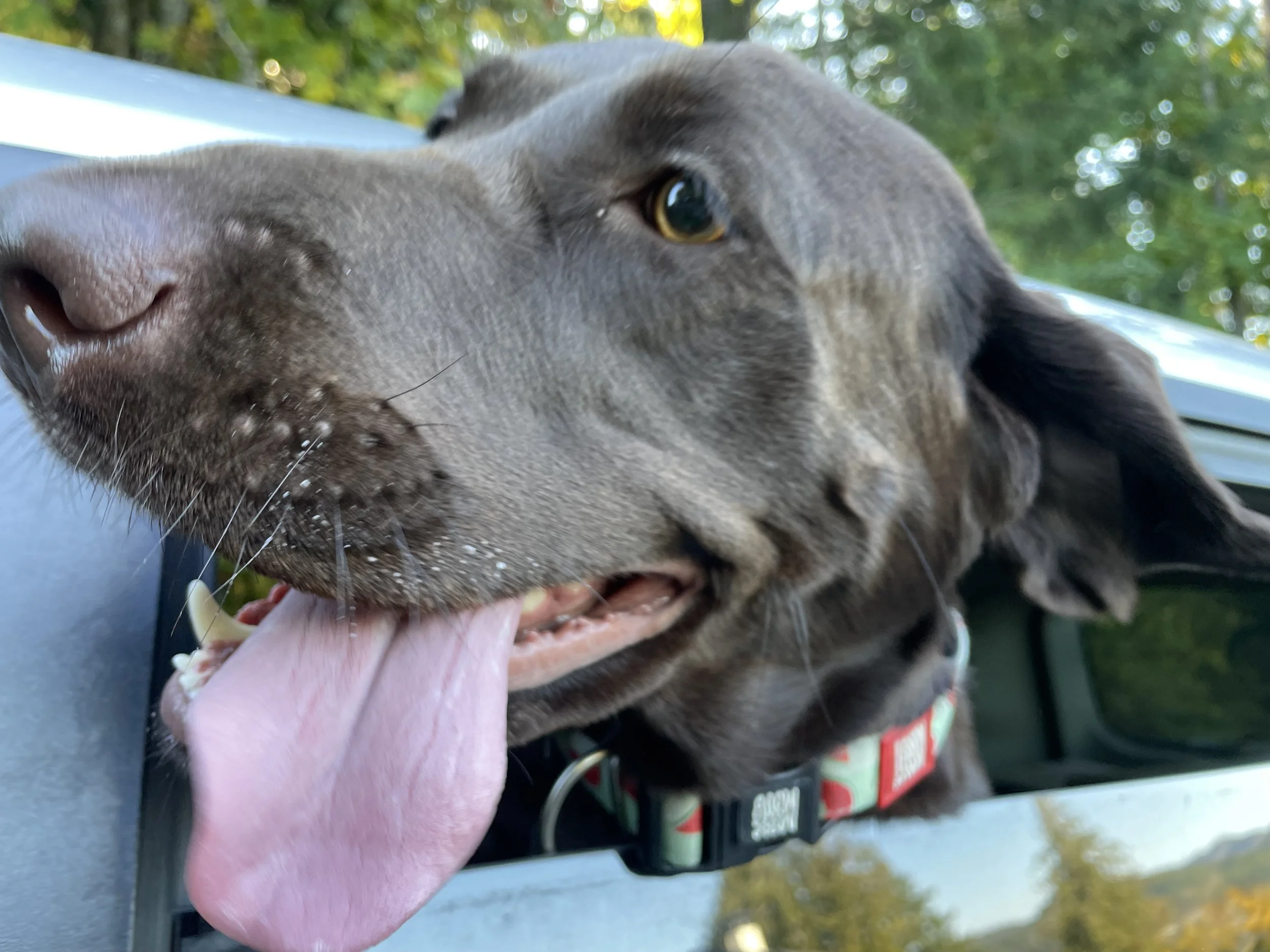 October FALL Outdoor Dog Adventures!