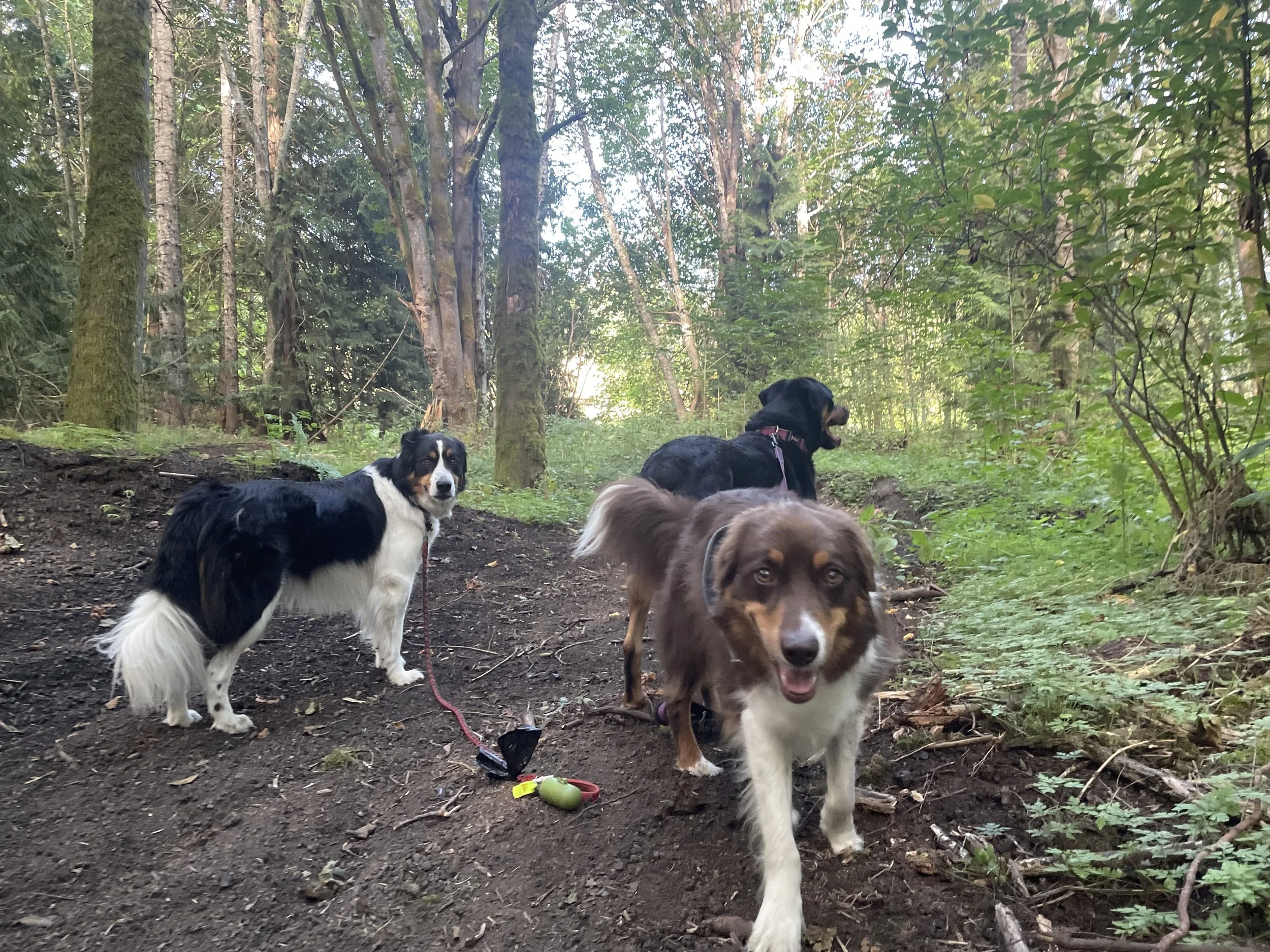 November DOG Fun!