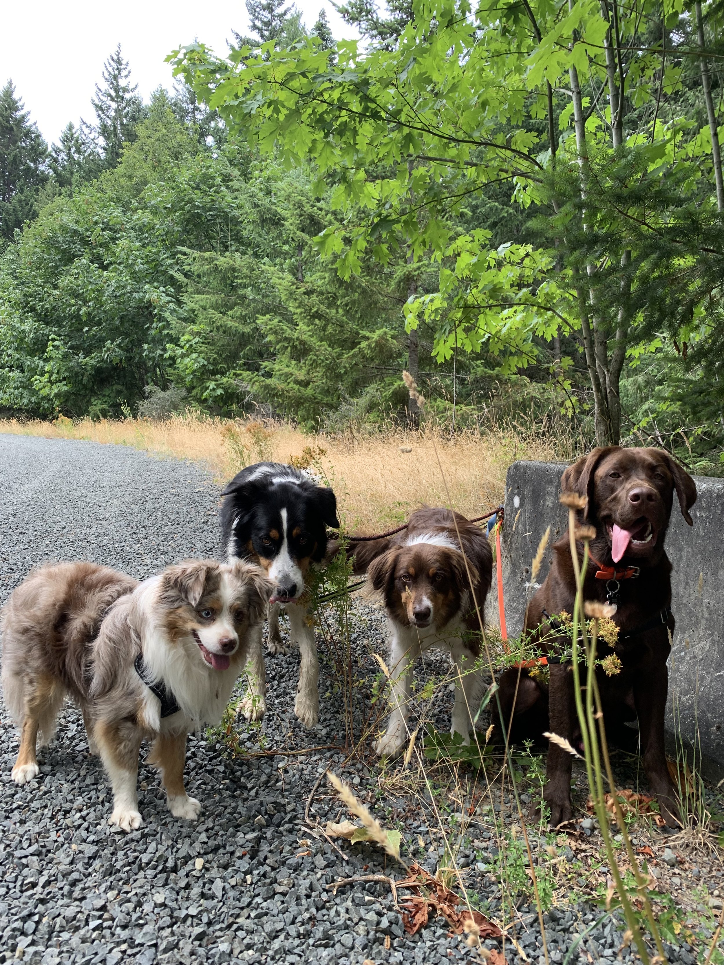 New Year Dog Adventures!