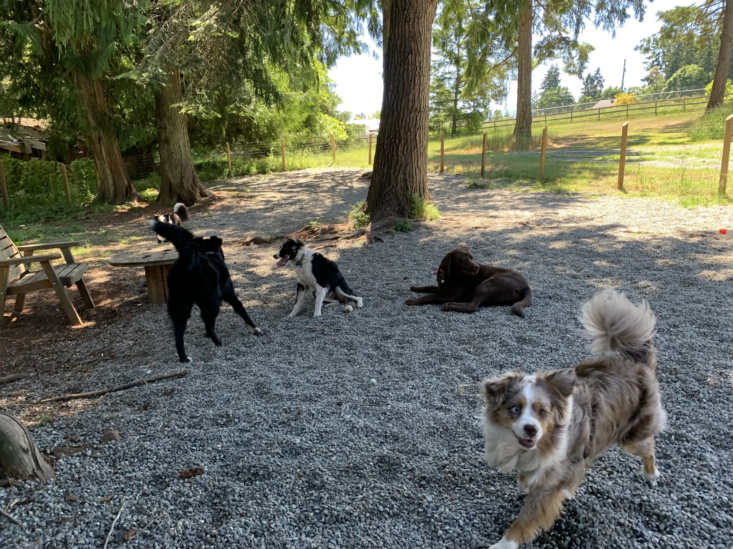 June Outdoor DOG FUN!