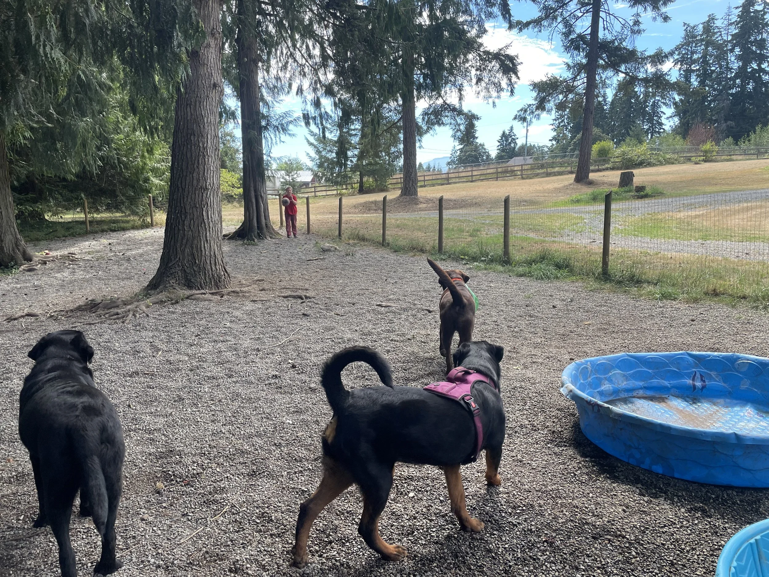 July and August Summertime DOG fun!