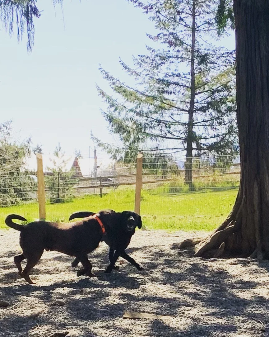 September Dog Days of Summer FUN!