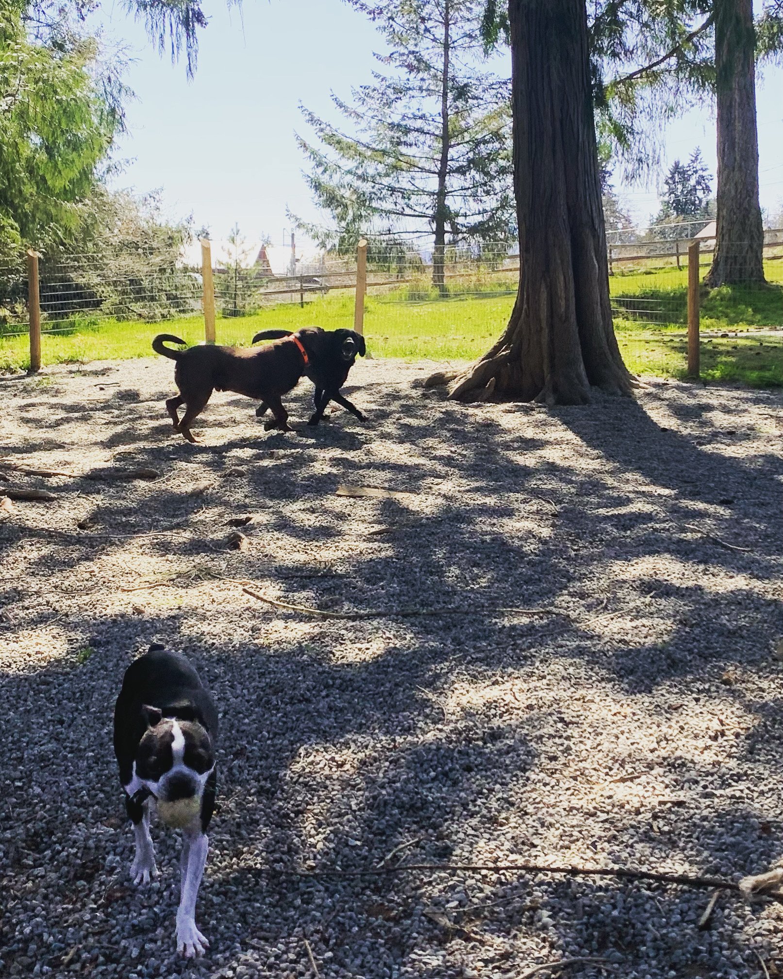 December Festive Dog Walk n Play FUN!