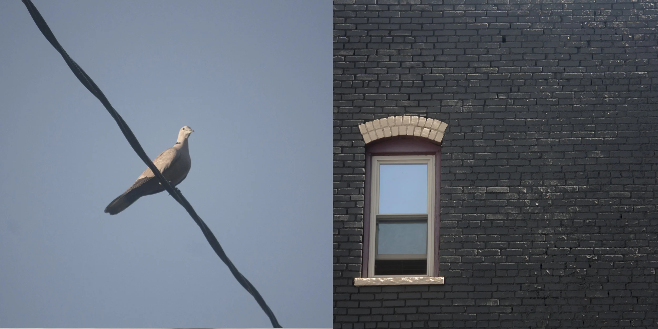 windowbird.jpg