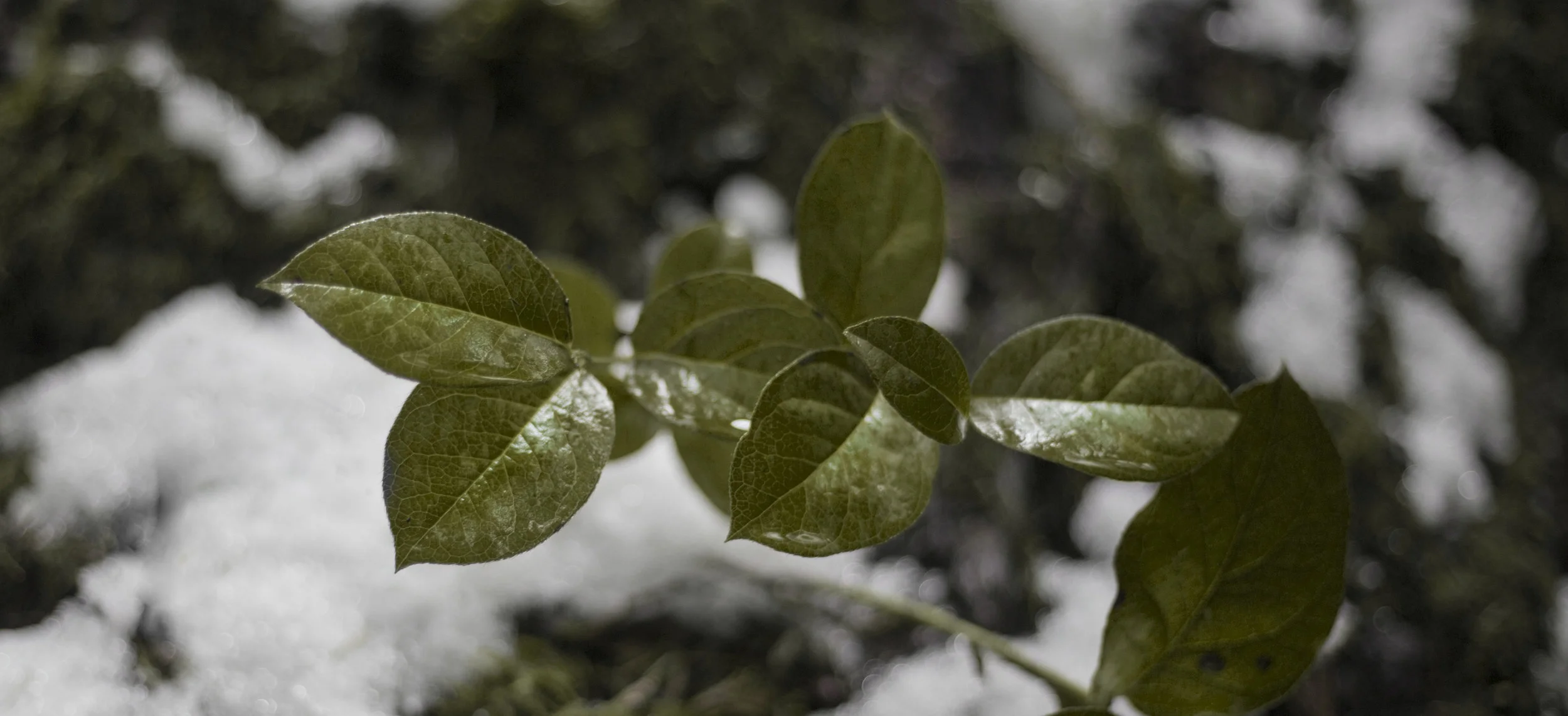 leafsnow.jpg