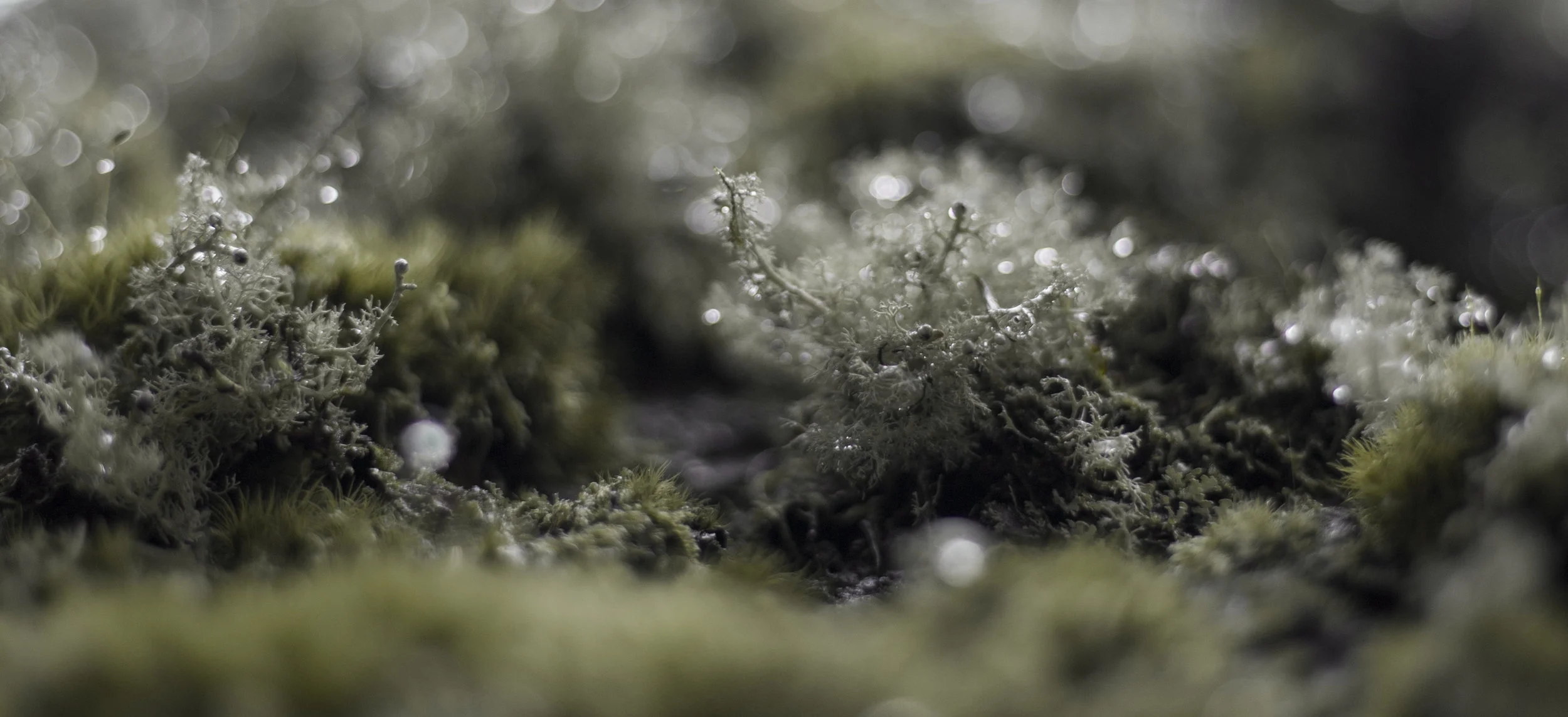 moss.jpg