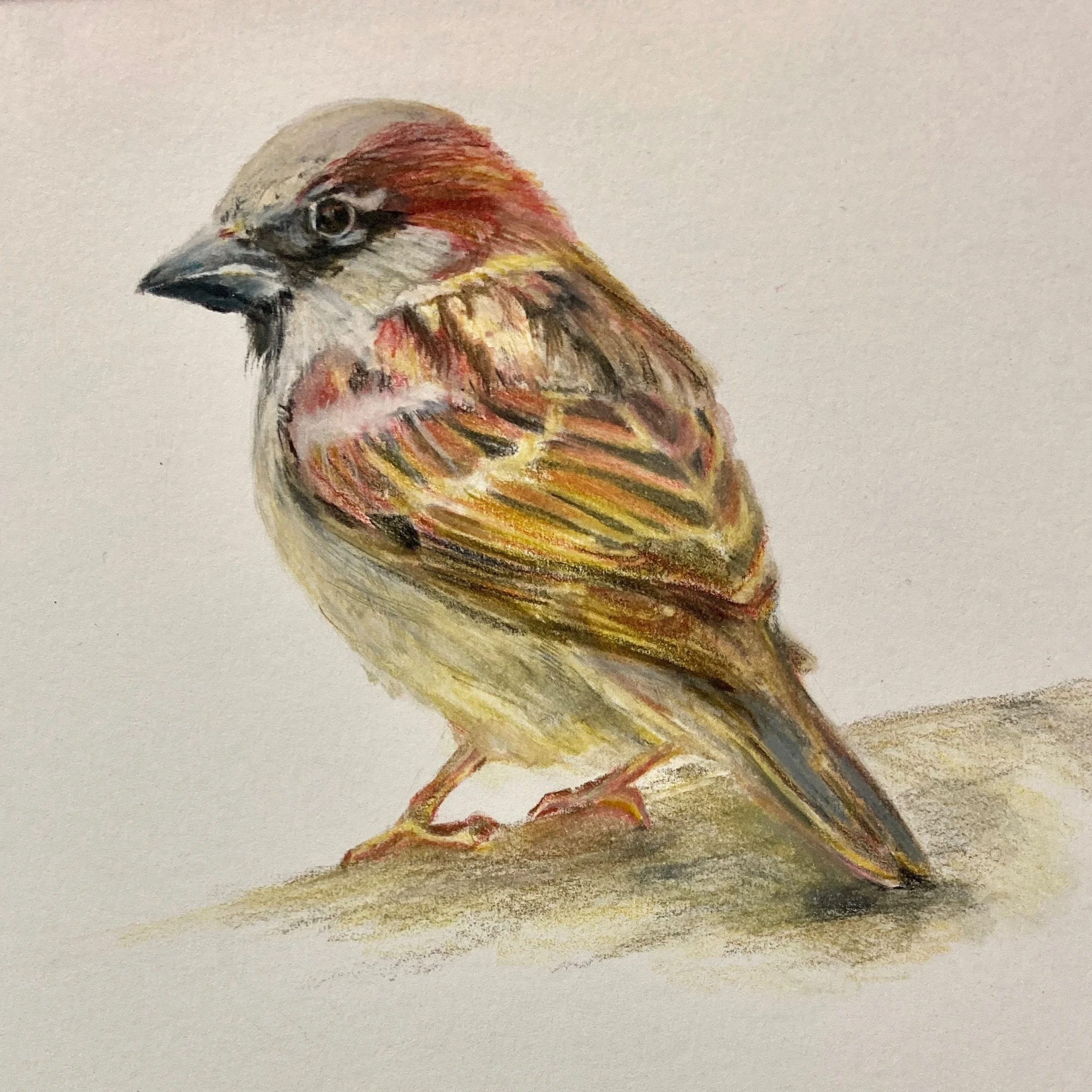 sparrow.jpg