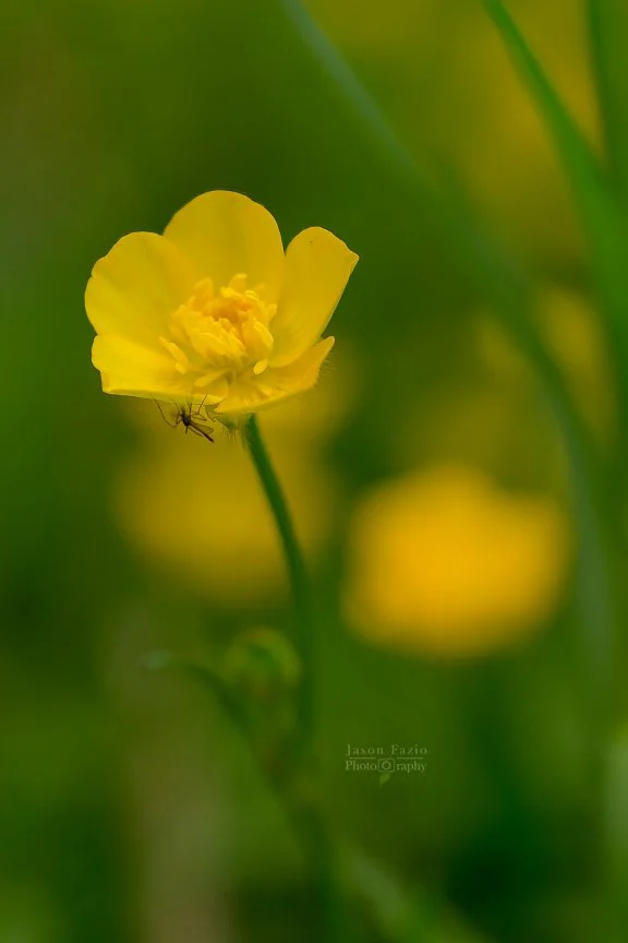 El Paso County Wildflower Project - Meadow Buttercup - Jason Fazio