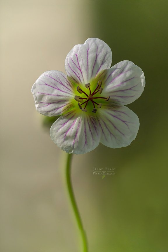 El Paso County Wildflower Project - Richardson's Geranium