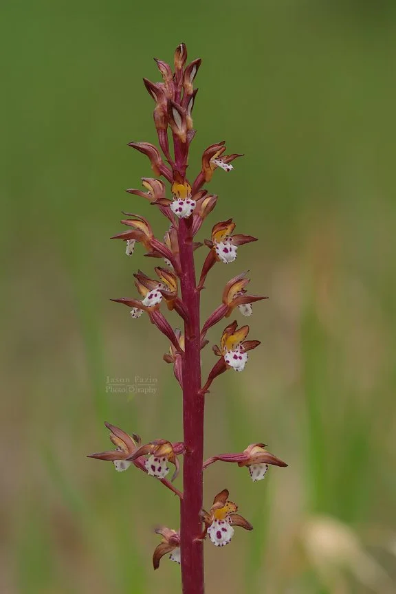 El Paso County Wildflower Project - Spotted Coralroot