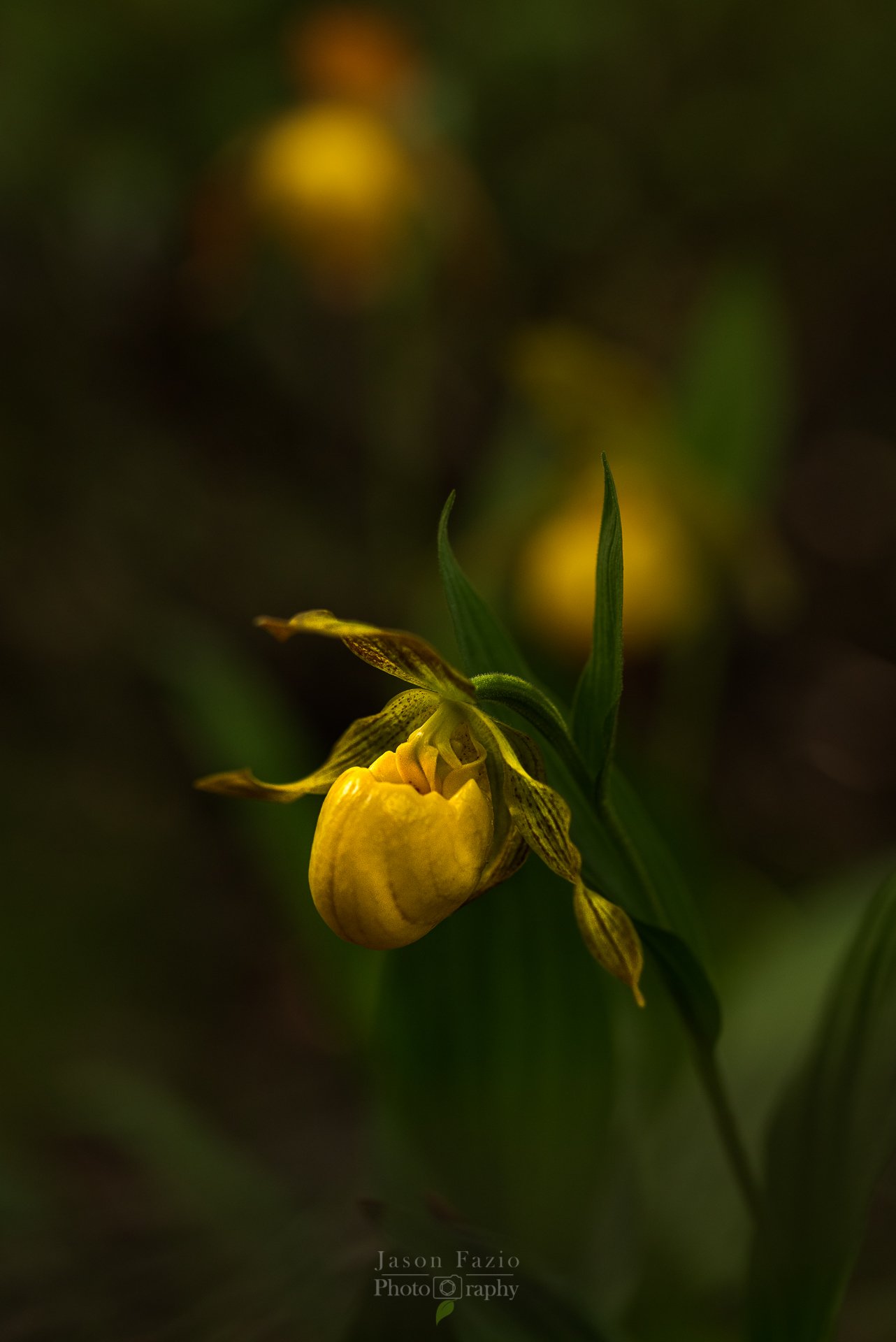 El Paso County Wildflower Project - Yellow Lady's Slipper