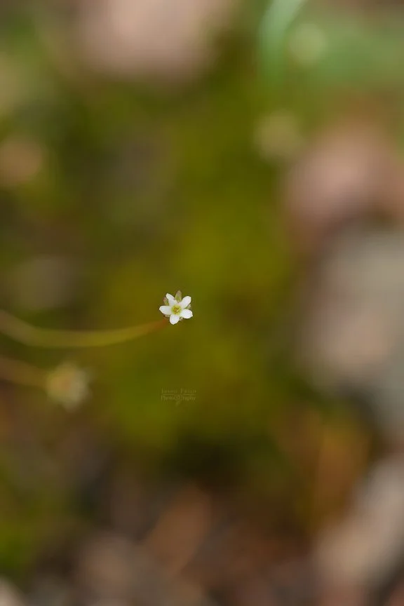 El Paso County Wildflower Project - Pygmy-flower Rock-jasmine