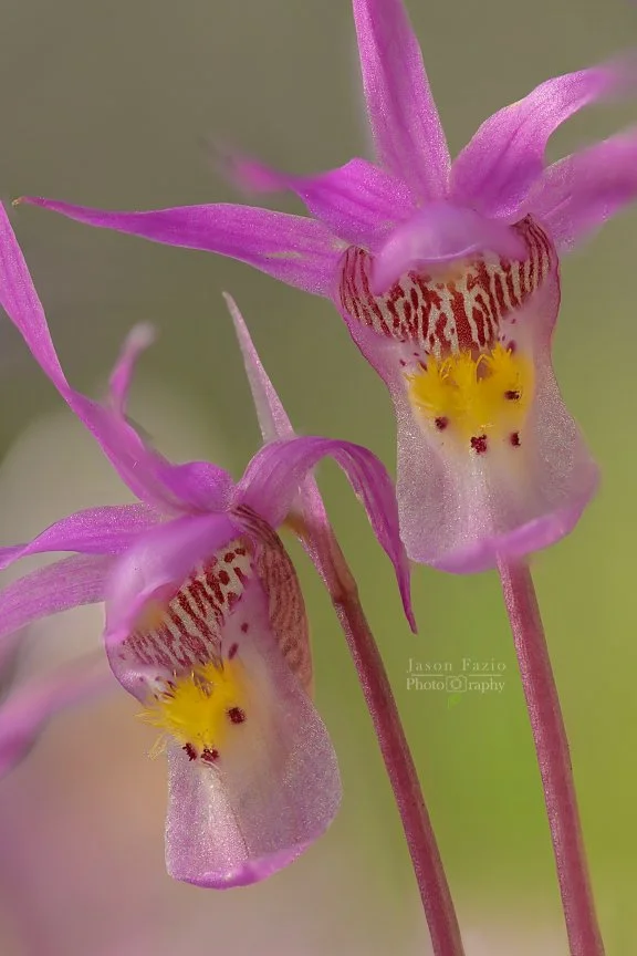 El Paso County Wildflower Project - Fairy Slipper Orchid