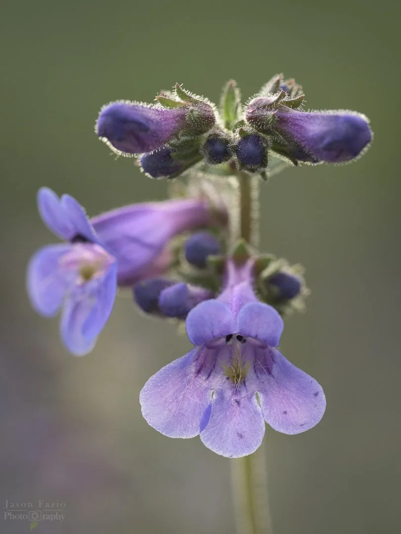 El Paso County Wildflower Project - Front Range Beardtongue