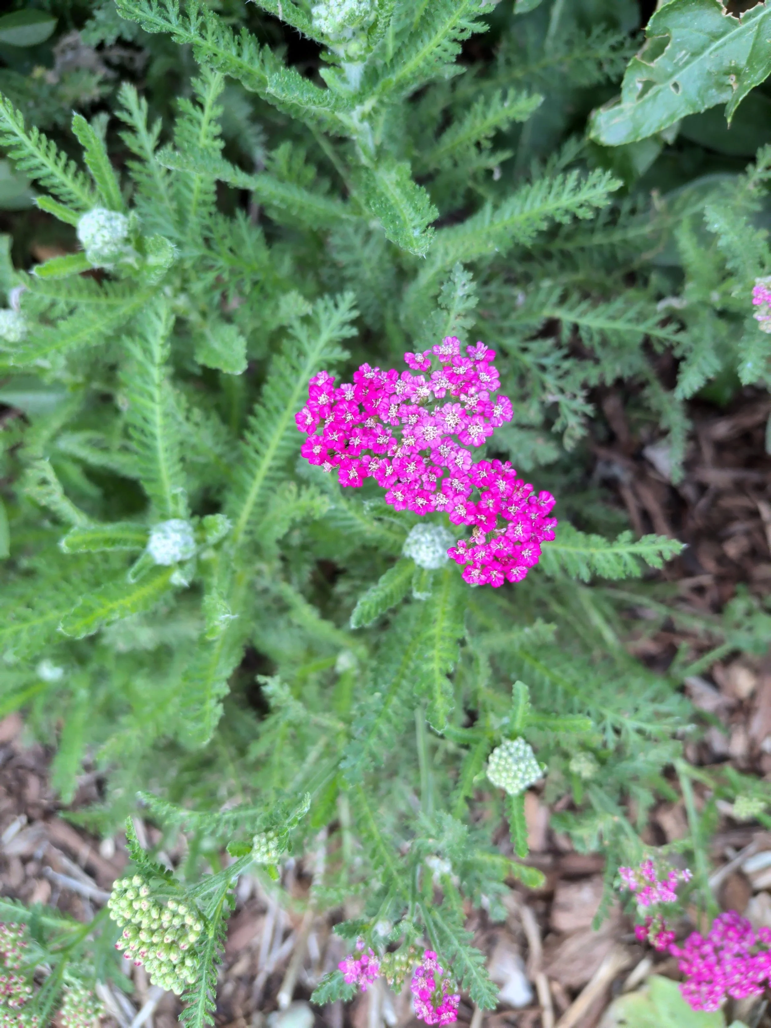 El Paso County Wildflower Project - Common Yarrow - Bob Falcone