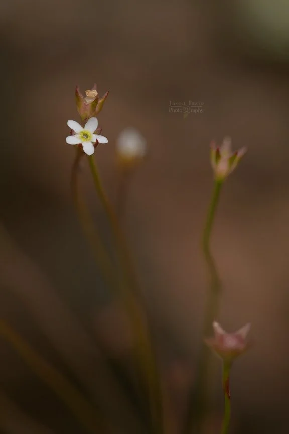 El Paso County Wildflower Project - Pygmy-flower Rock-jasmine
