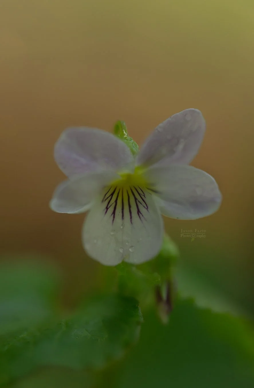El Paso County Wildflower Project Canada Violet