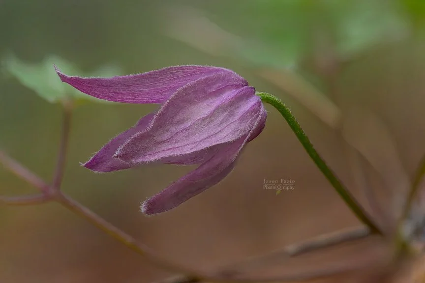 El Paso County Wildflower Project - Blue Clematis